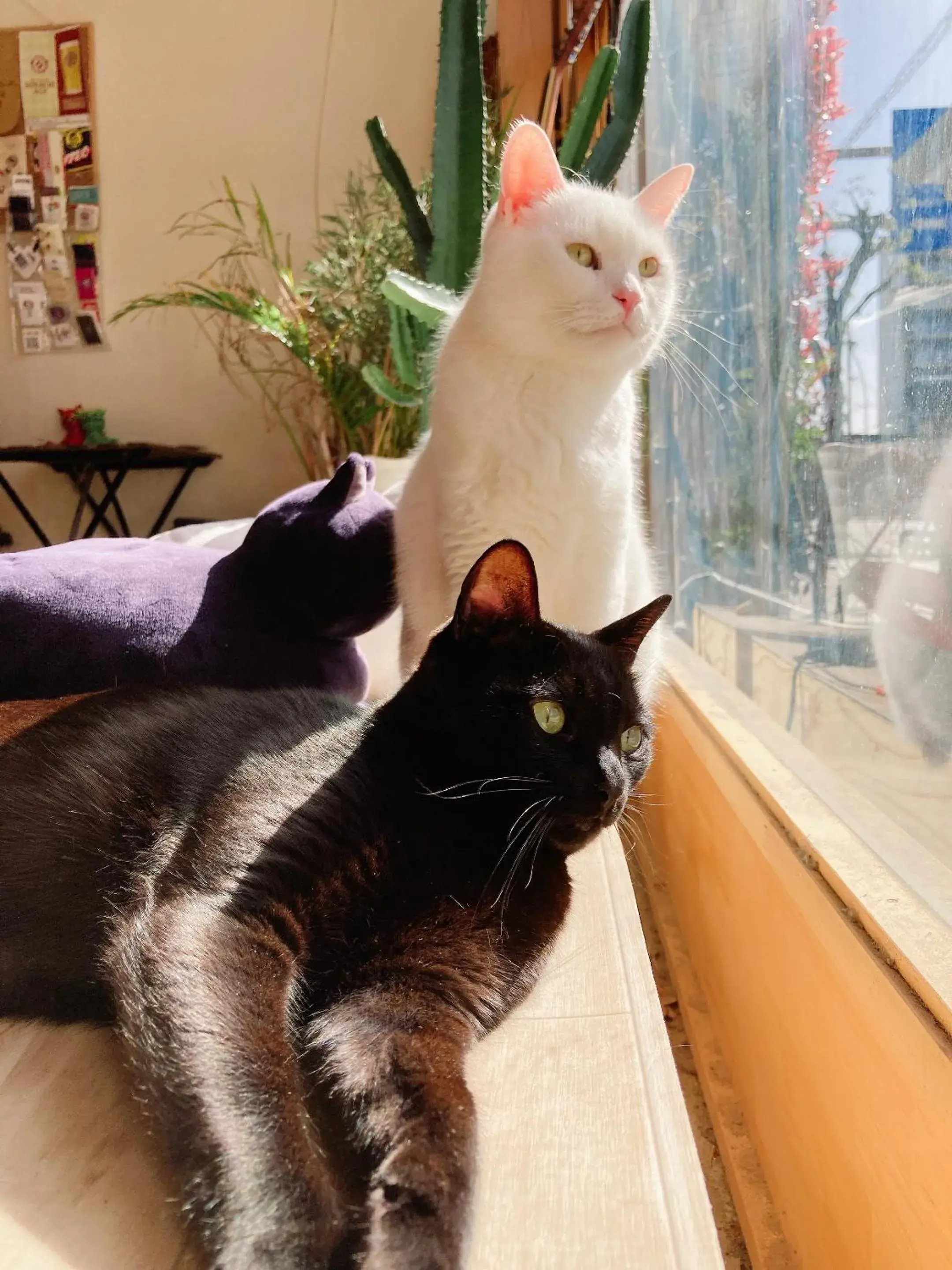 Mad Cat Hostel Osaka & Bar Mad Cat Hostel Osaka & Bar