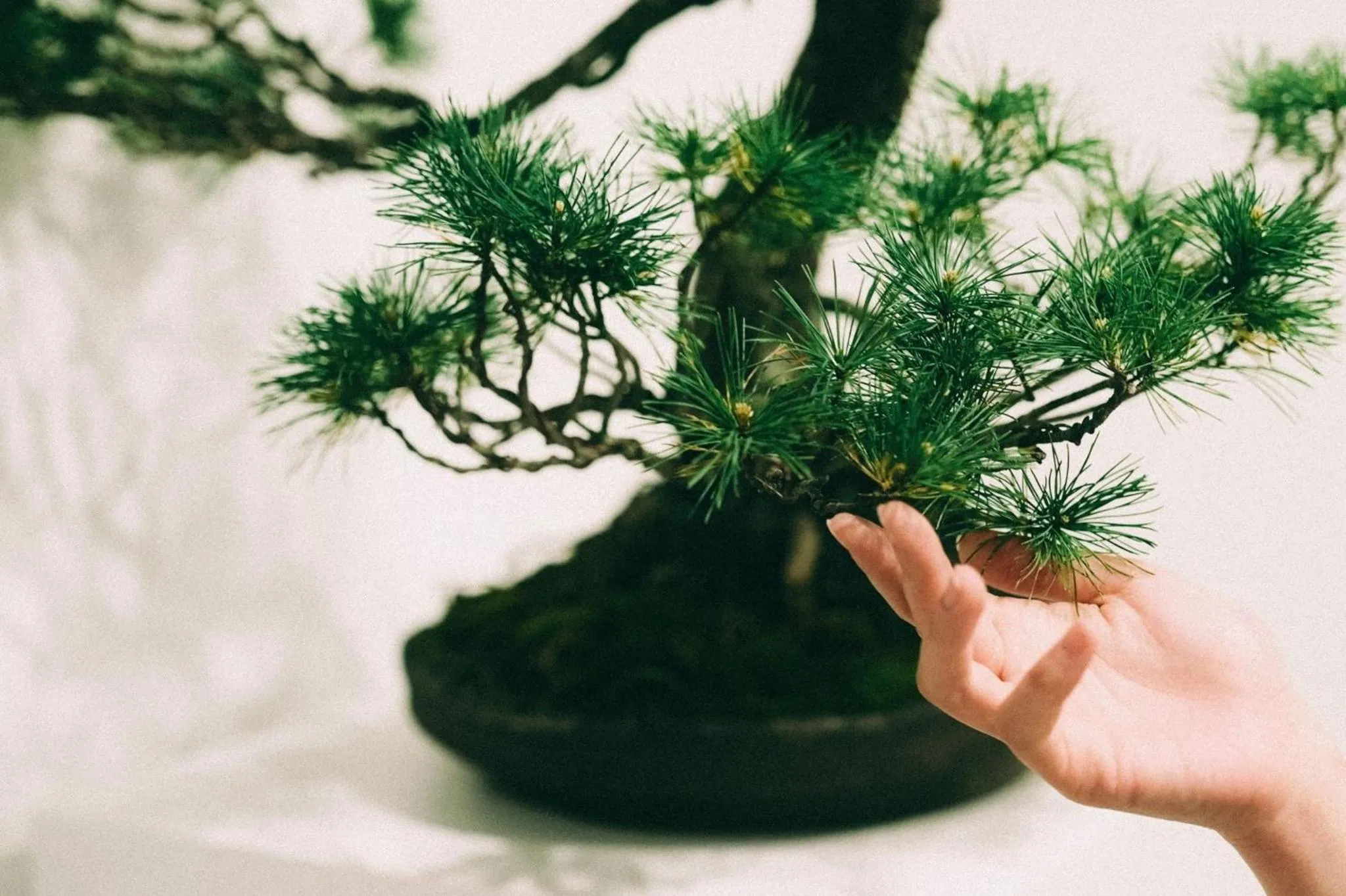 Spring in THE ROOT2 HOTEL