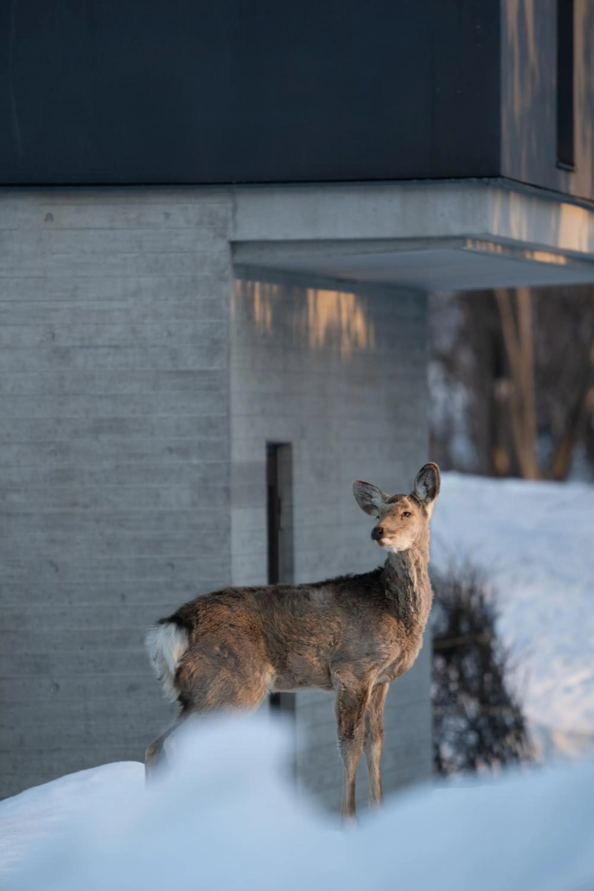 Animals in Chalet Ivy Jozankei