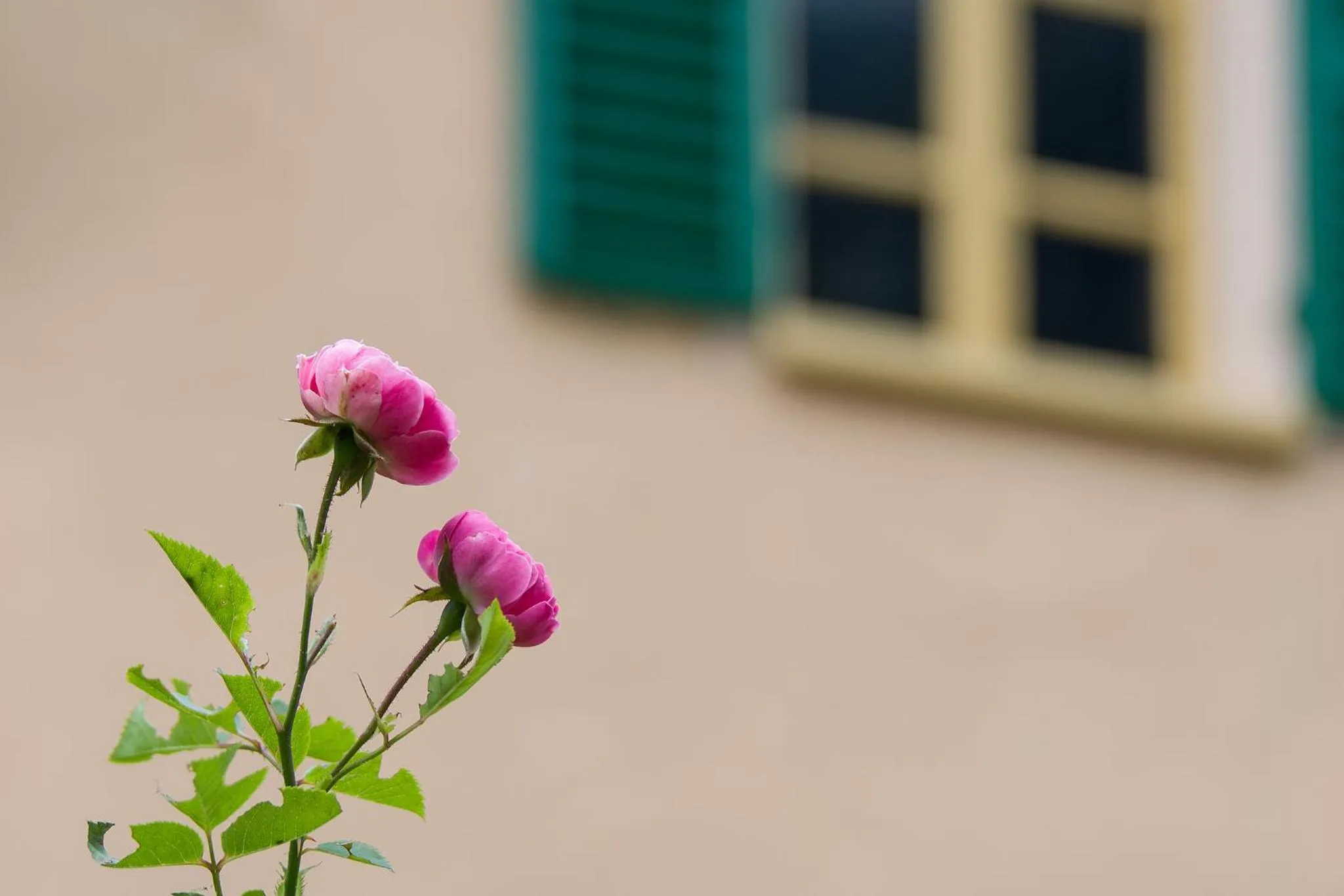 Garden in Ca’d’ambra