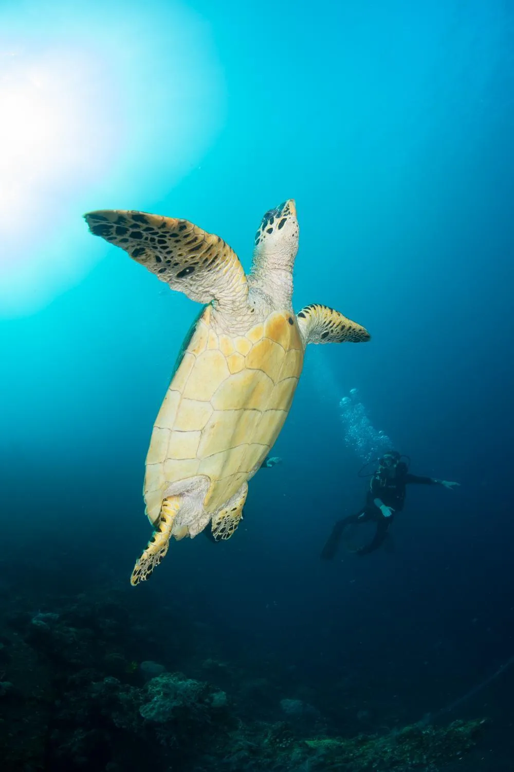 Snorkeling in Bali Dive Resort Amed