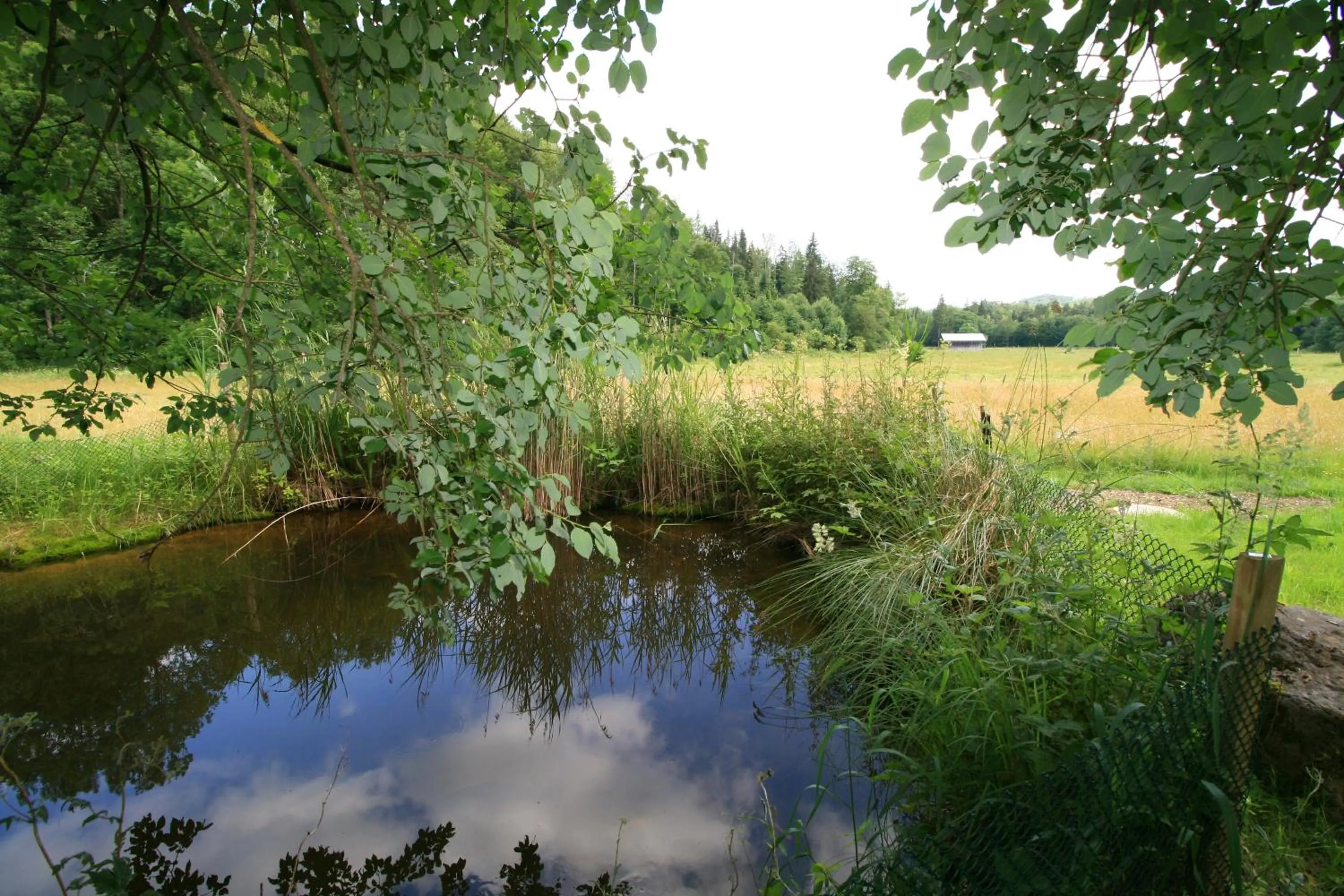 Natural landscape in Landgasthof Auerschmiede