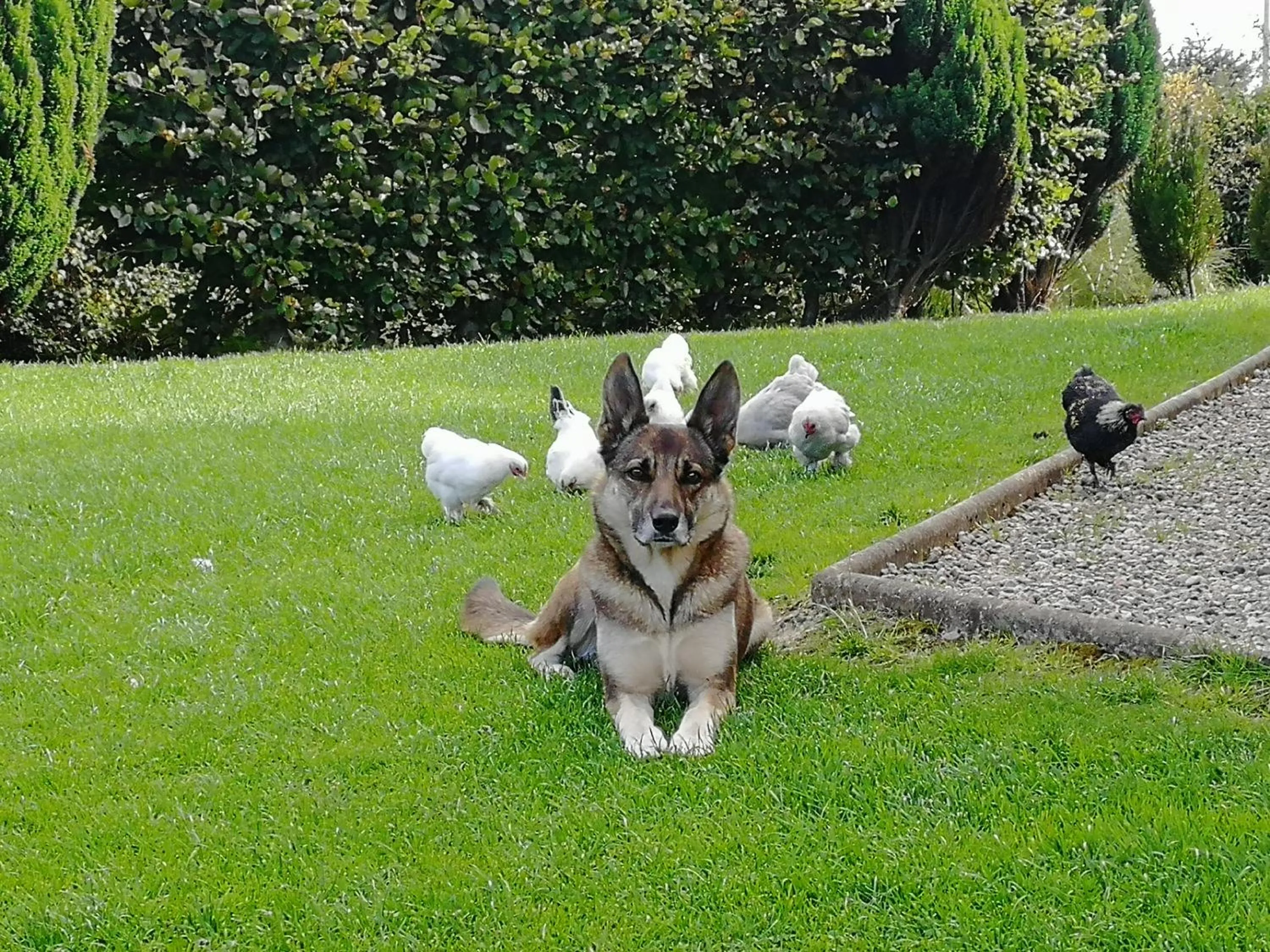 Animals in Fox Heaven B&B