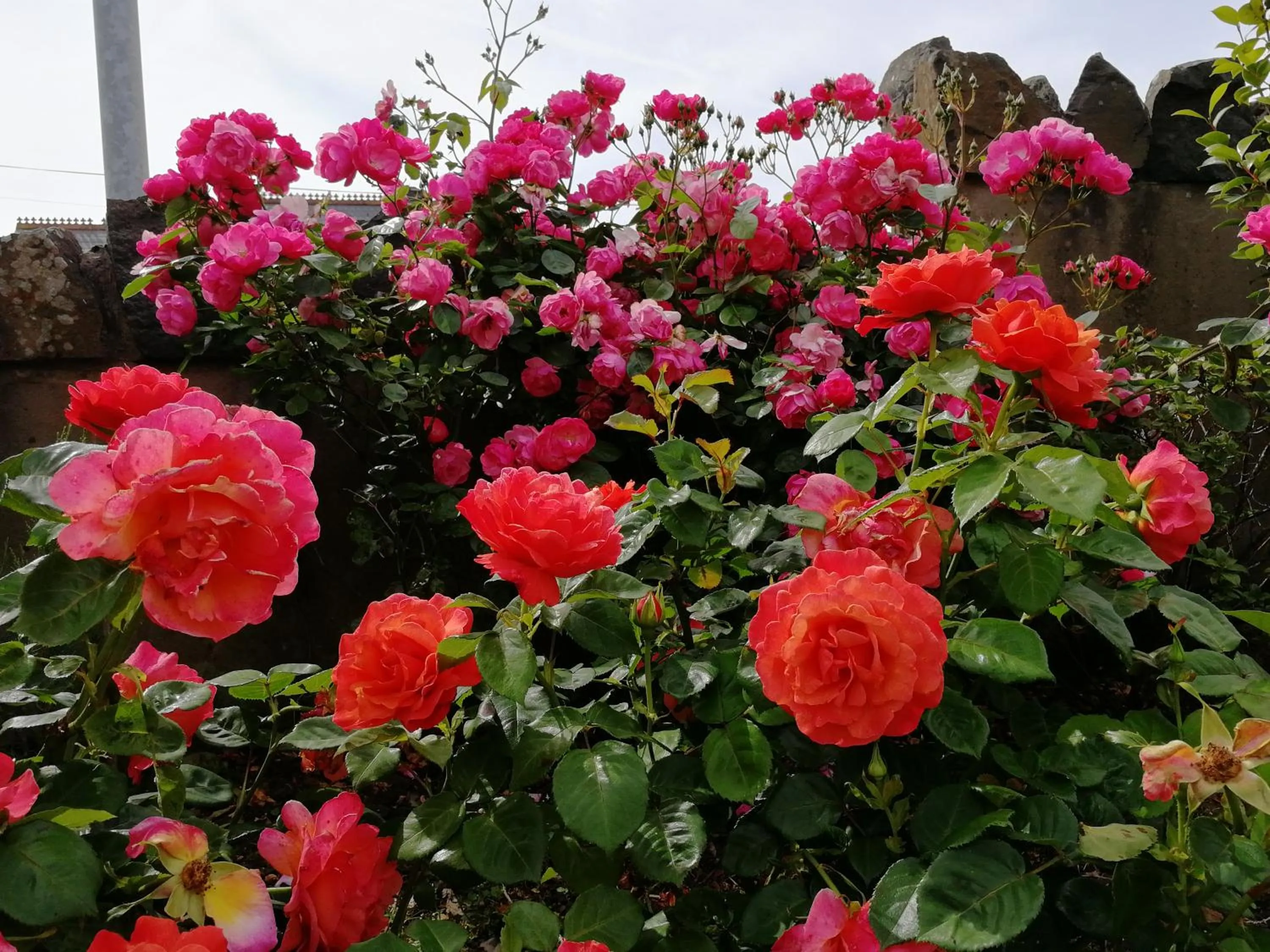 Garden in Fox Heaven B&B