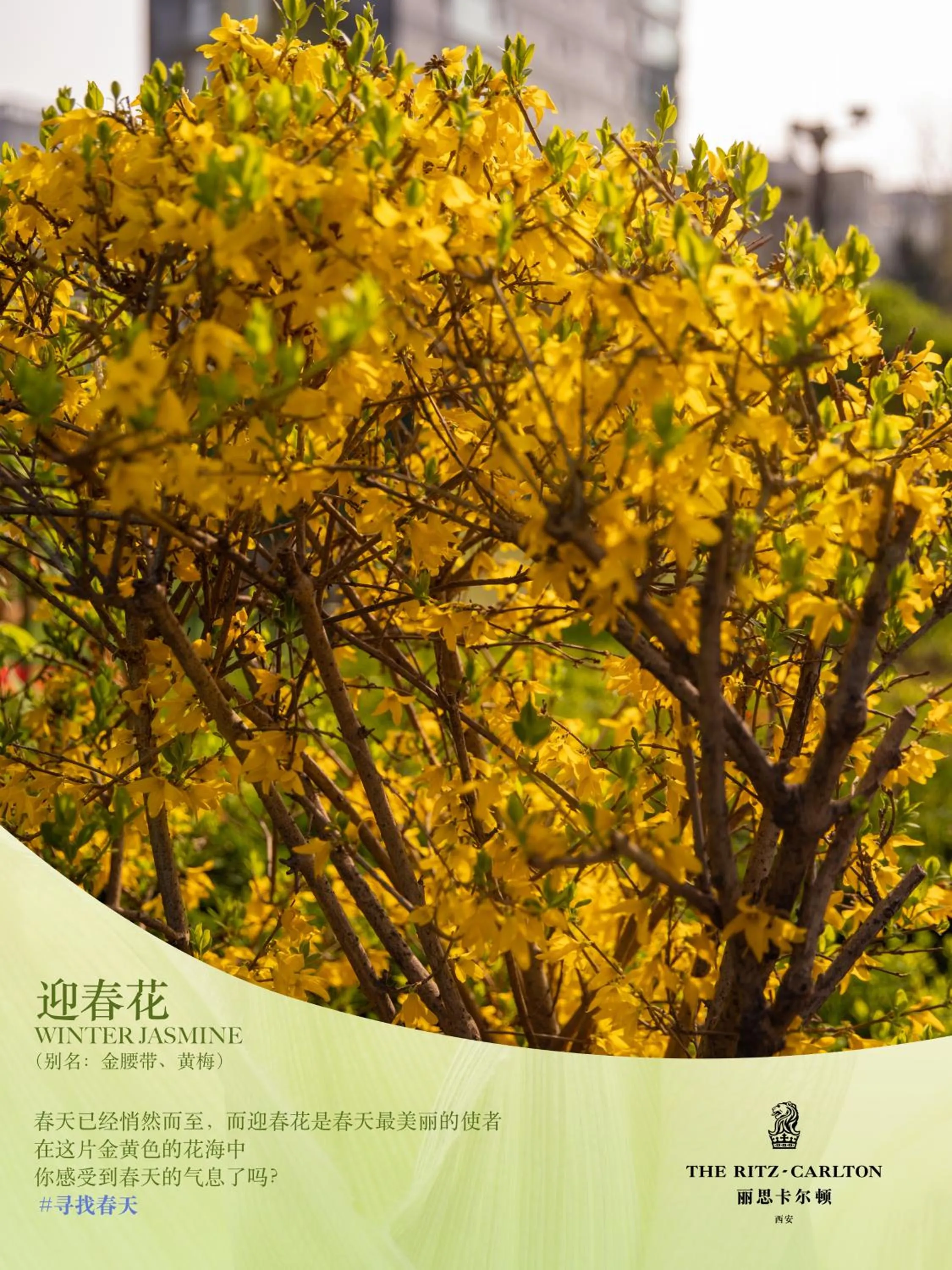 Seasons in The Ritz-Carlton, Xi'an