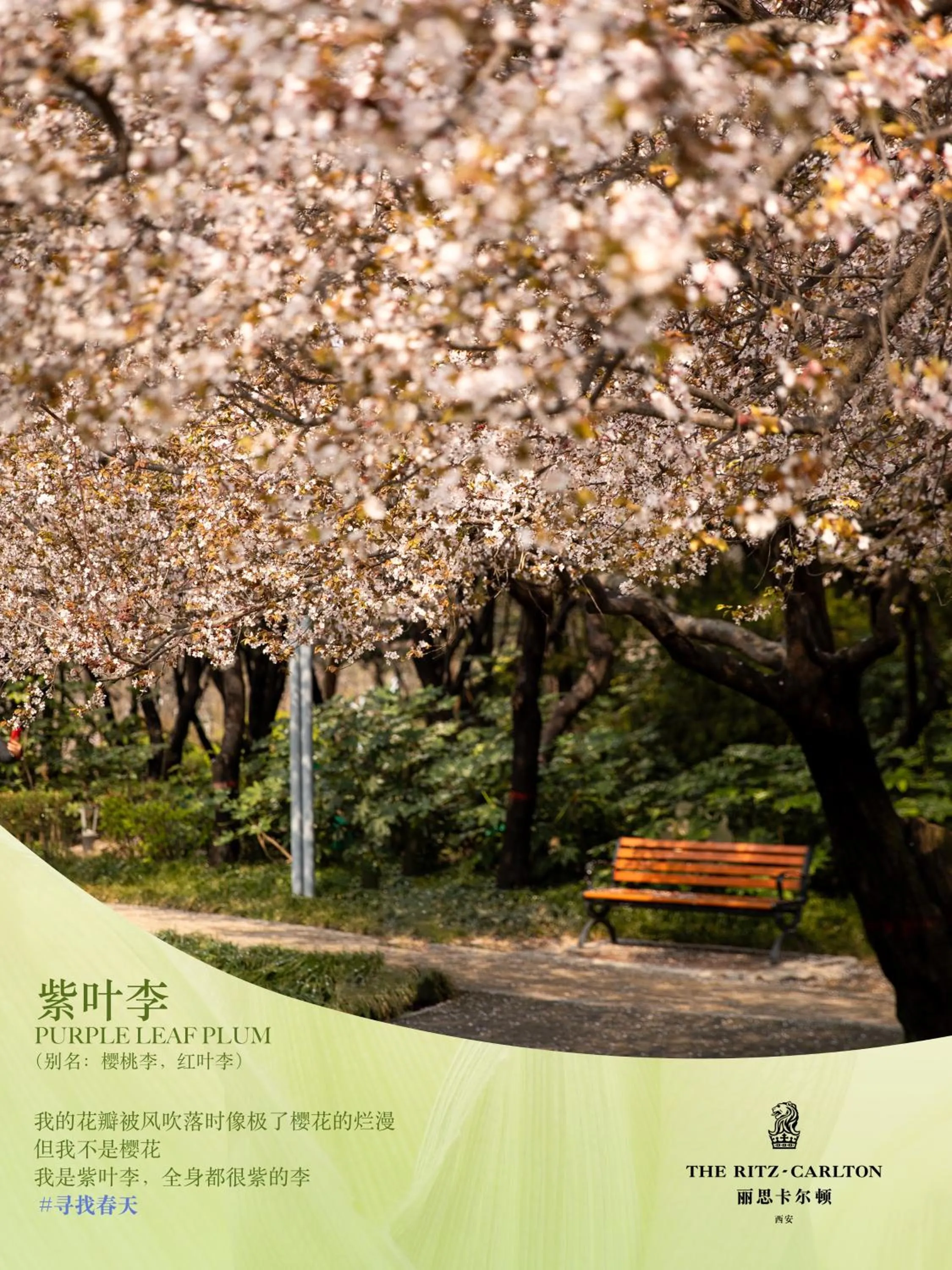 Seasons in The Ritz-Carlton, Xi'an