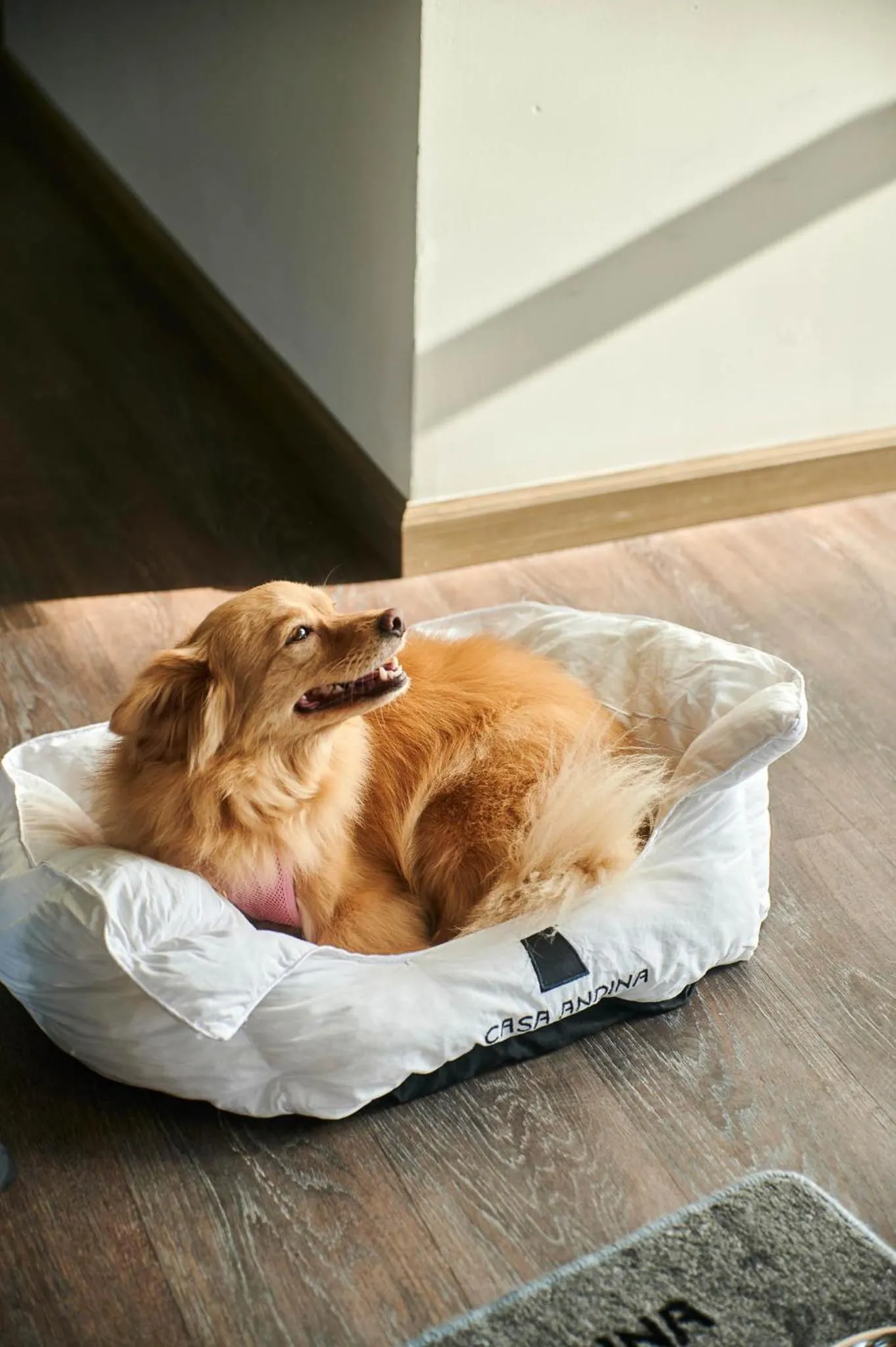 Pets in Casa Andina Select Paracas