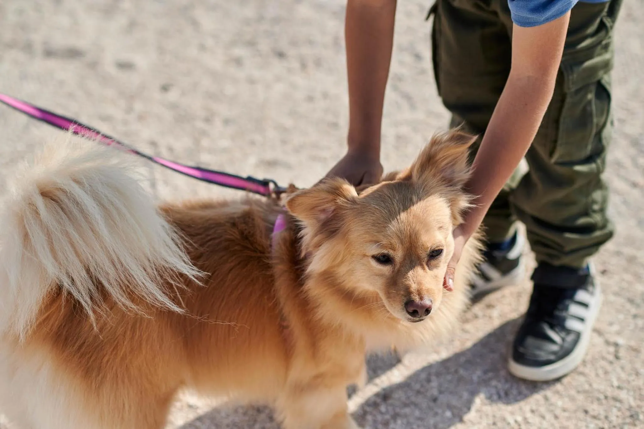 Pets in Casa Andina Select Paracas