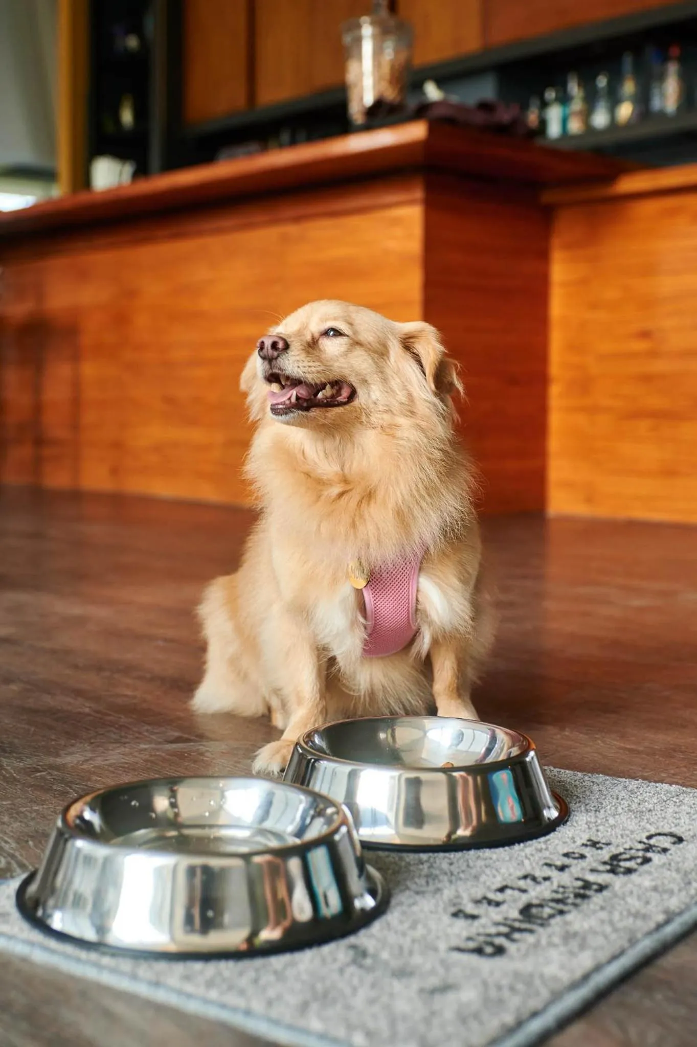 Pets in Casa Andina Select Paracas