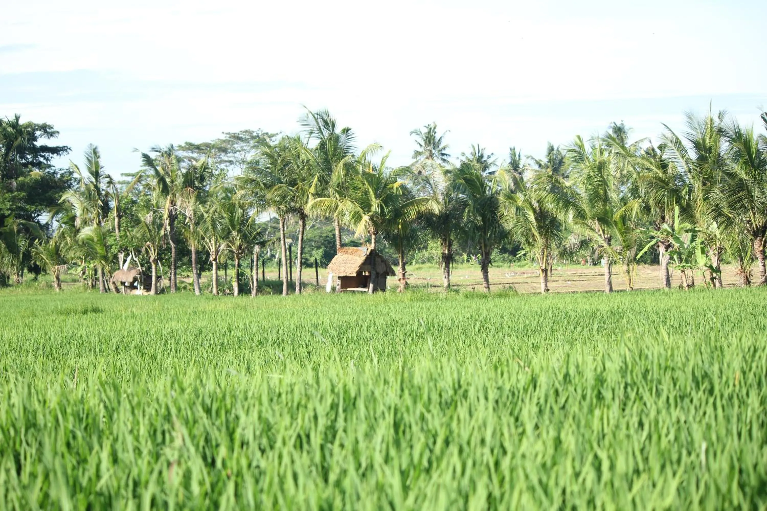 Natural landscape in Ayuna Family Ubud