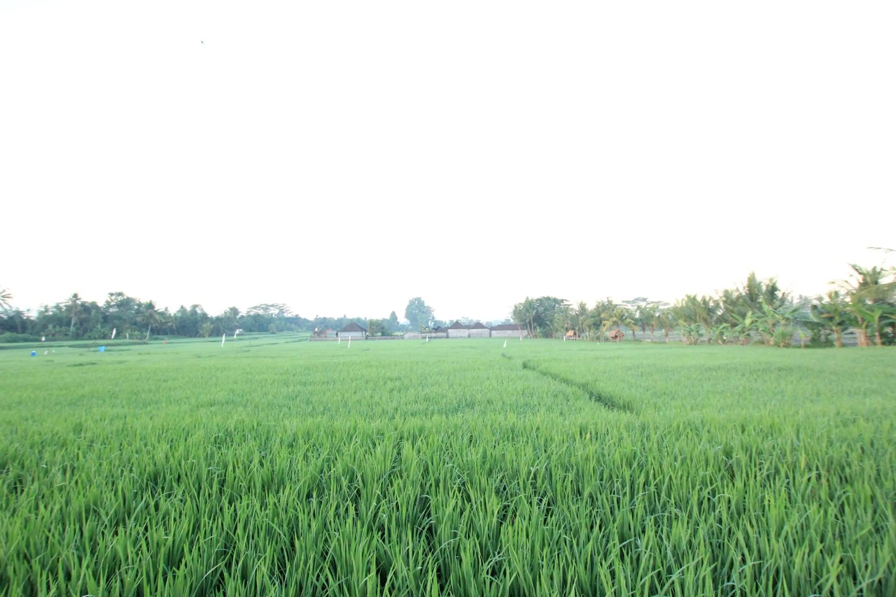 Property building in Ayuna Family Ubud