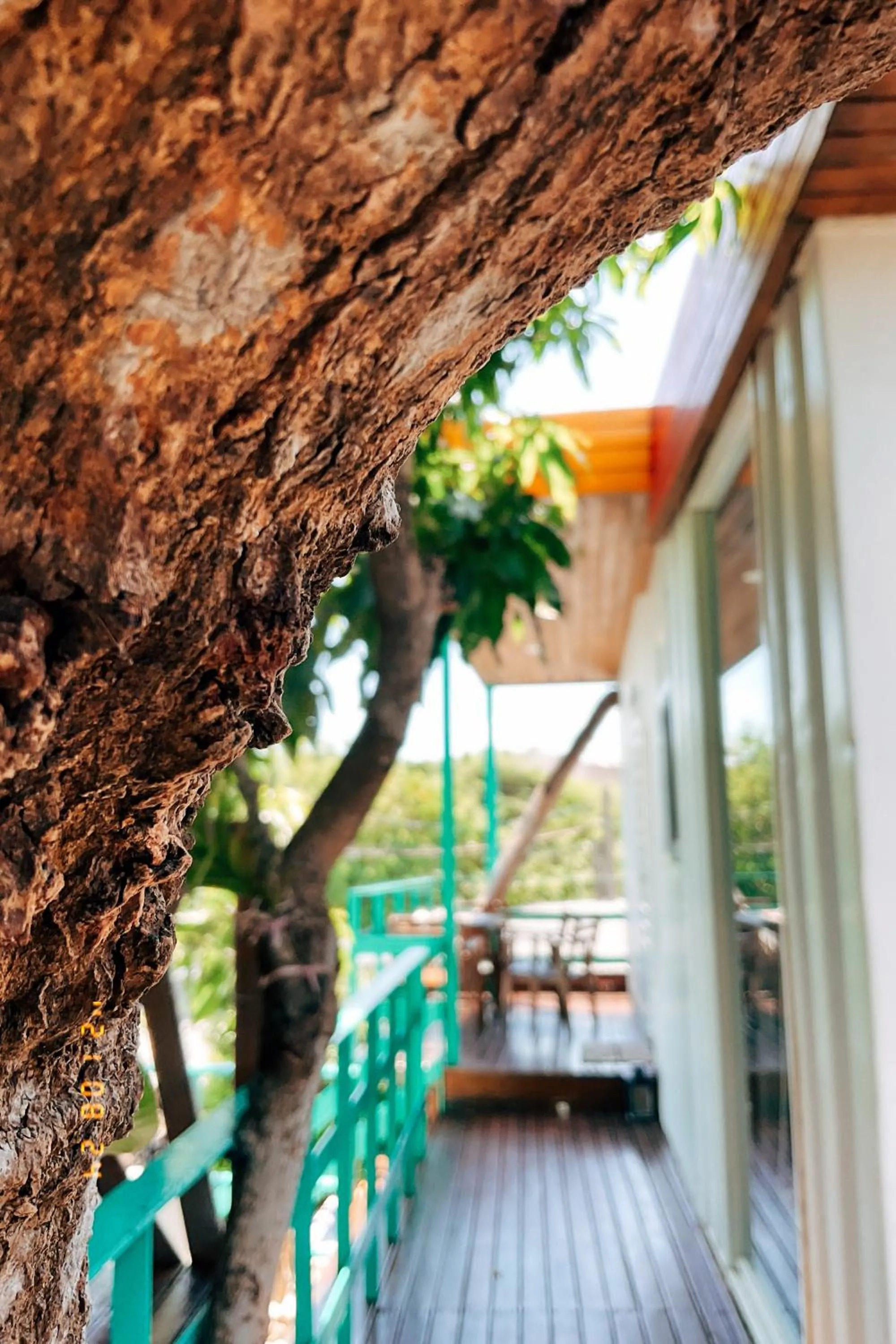 Little Ryukyu Hermit Crab Homestay