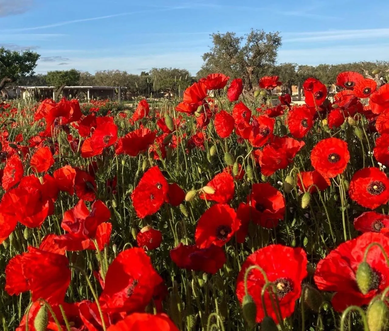 Garden in Boutique Hotel Masseria Sottomasi