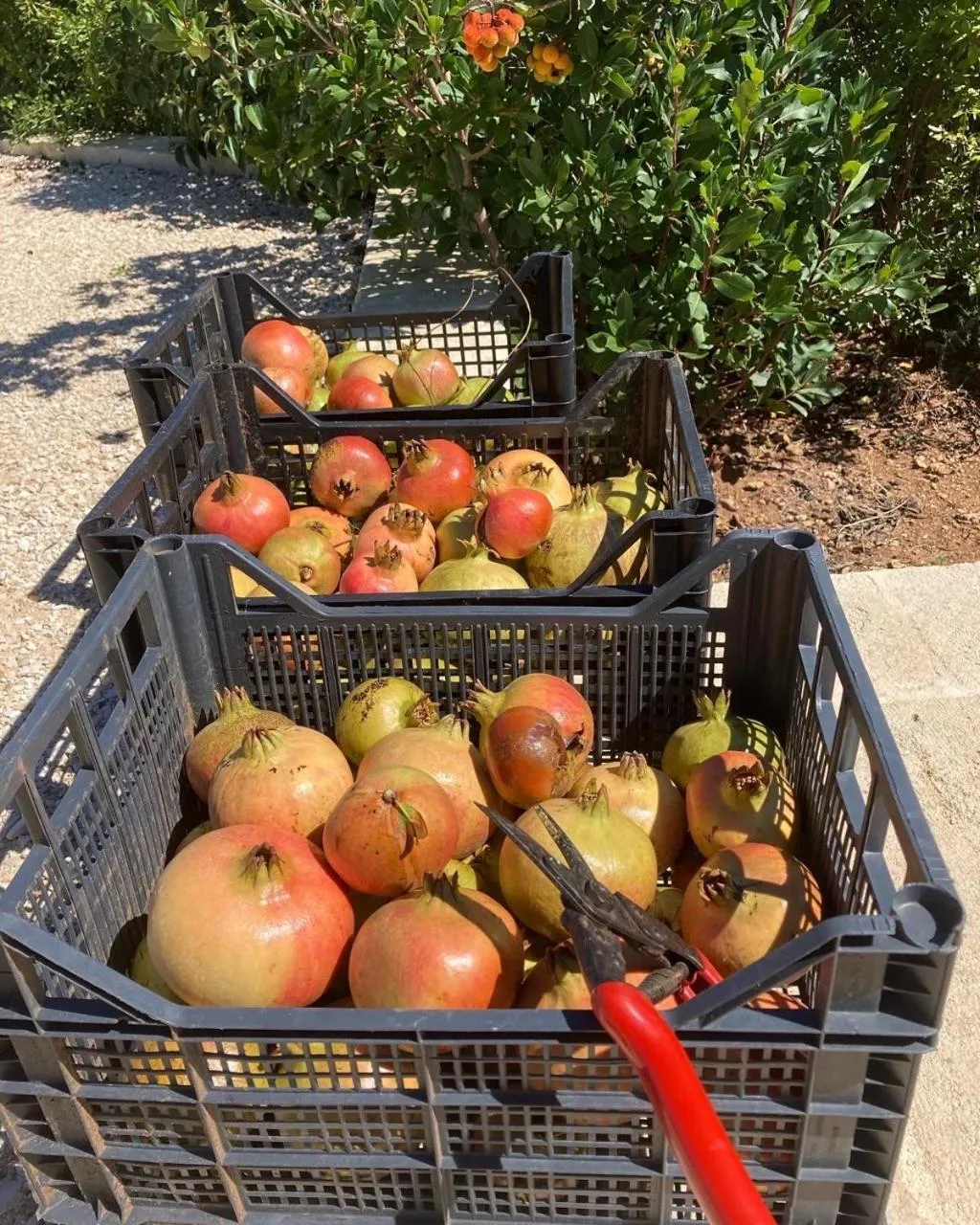 Garden in Boutique Hotel Masseria Sottomasi