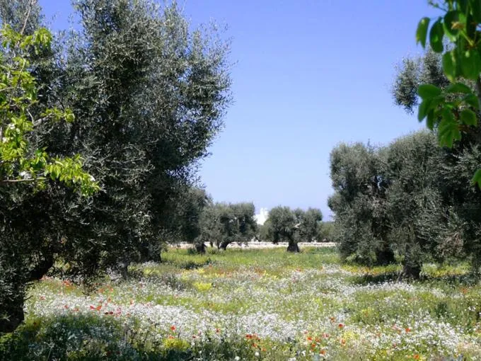 Garden in Boutique Hotel Masseria Sottomasi