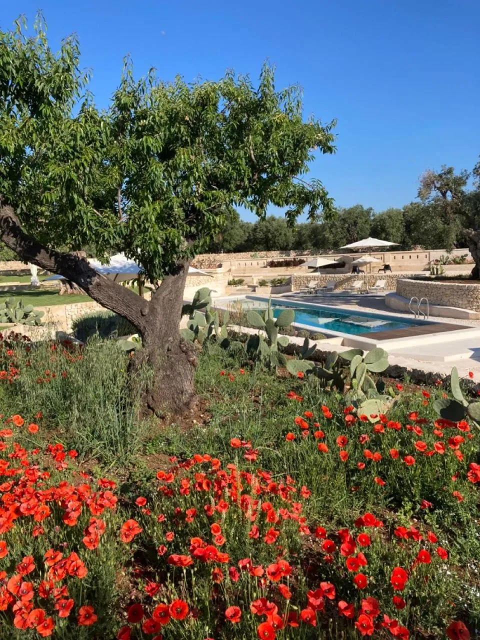 Garden in Boutique Hotel Masseria Sottomasi