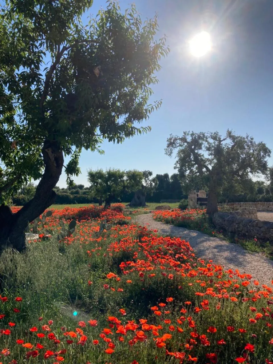 Spring in Boutique Hotel Masseria Sottomasi