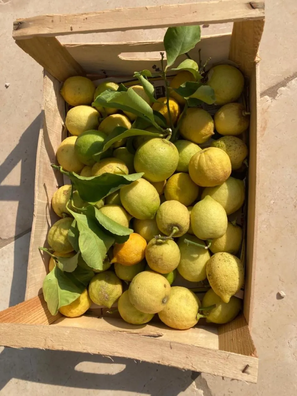 Garden in Boutique Hotel Masseria Sottomasi
