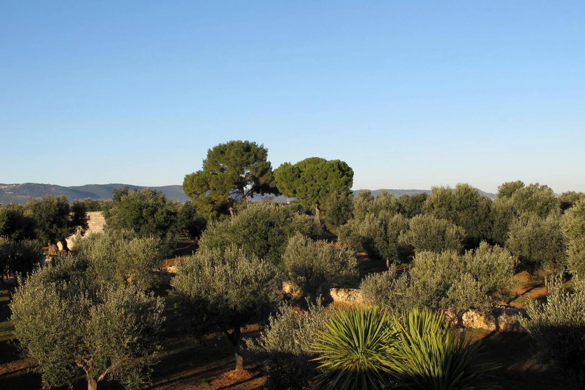Natural landscape in Boutique Hotel Masseria Sottomasi