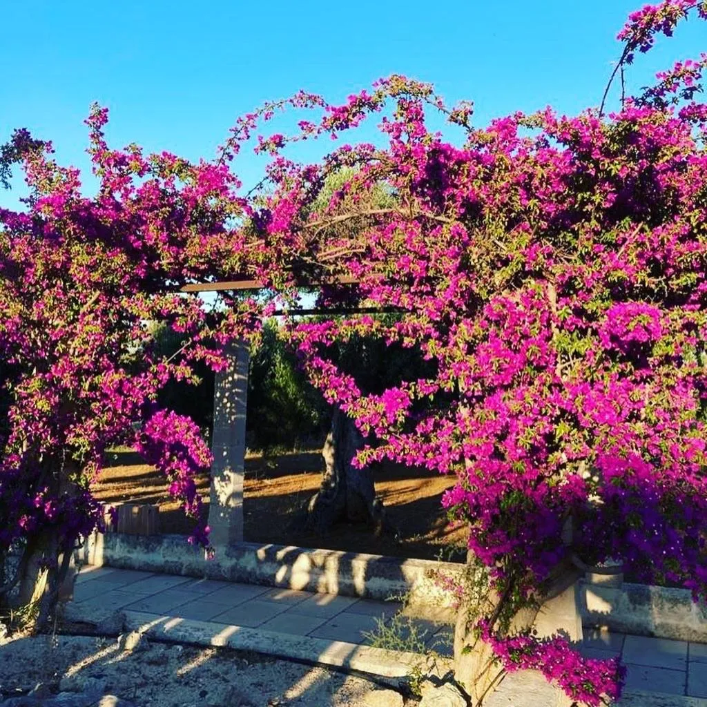 Garden in Boutique Hotel Masseria Sottomasi
