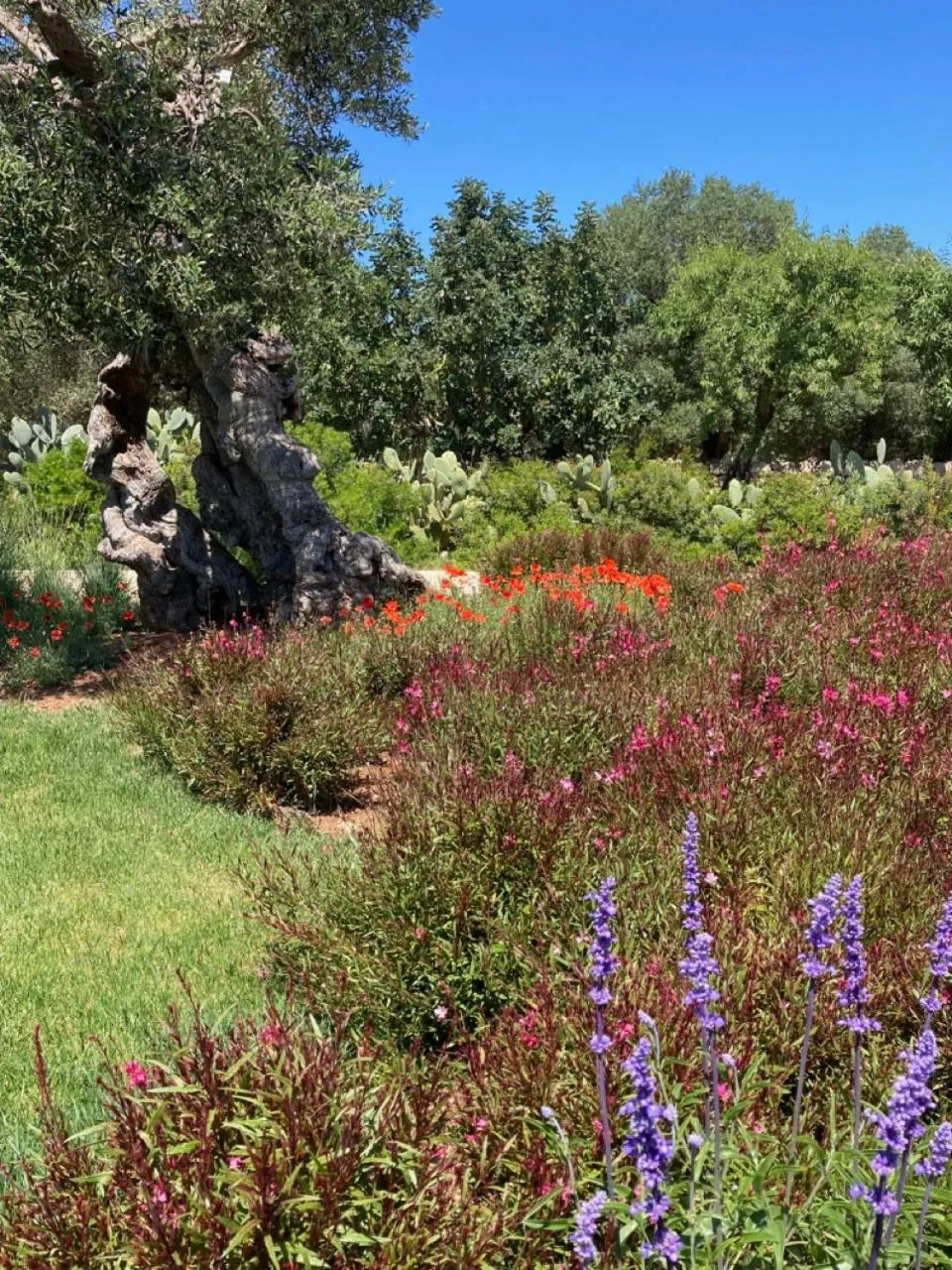 Garden in Boutique Hotel Masseria Sottomasi