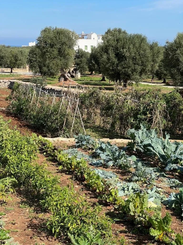 Garden in Boutique Hotel Masseria Sottomasi