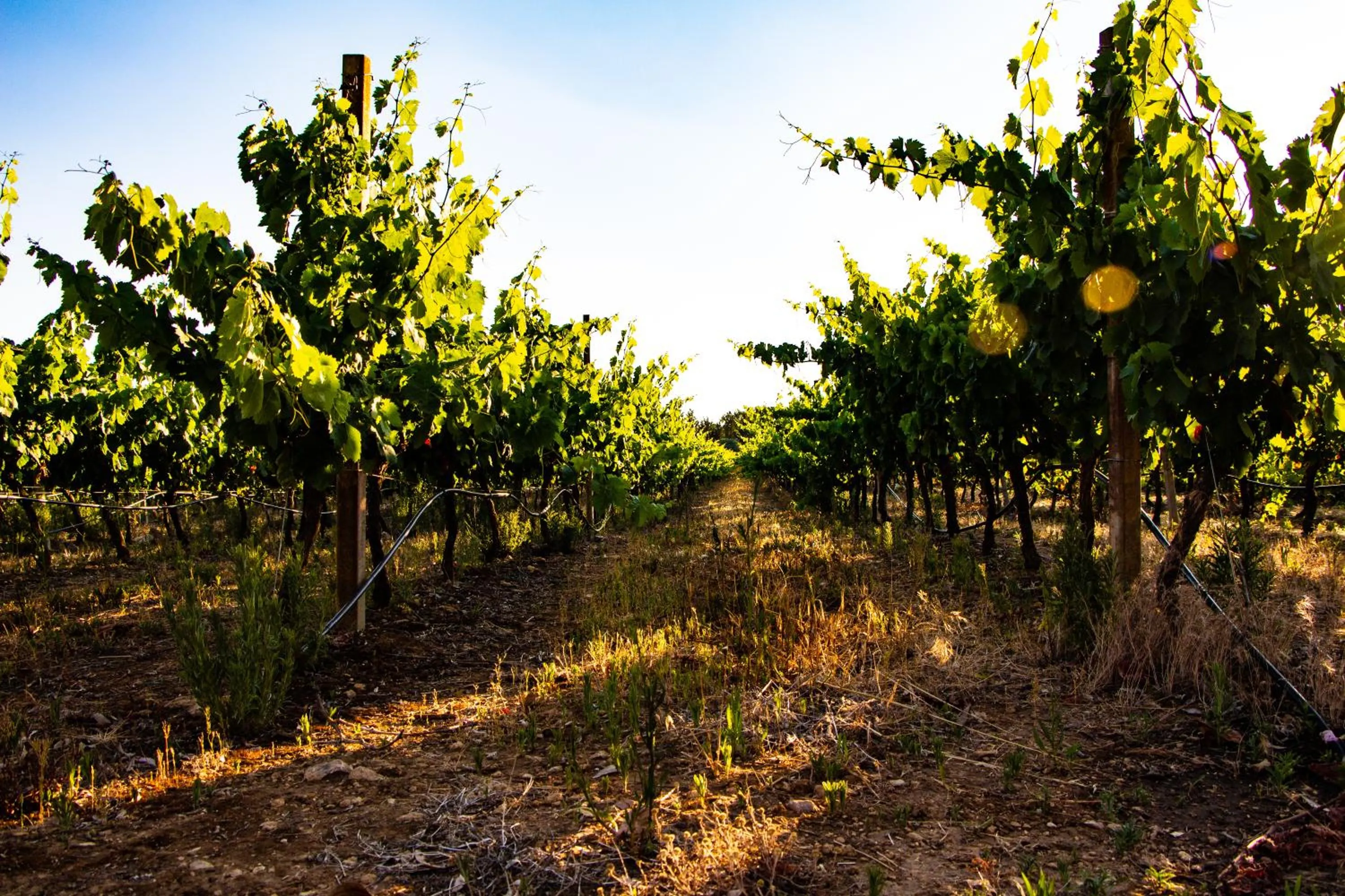 Natural landscape in THE VINEYARDS