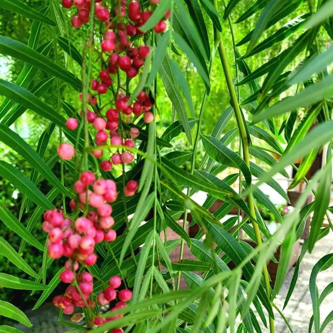 Garden in Domus Olea