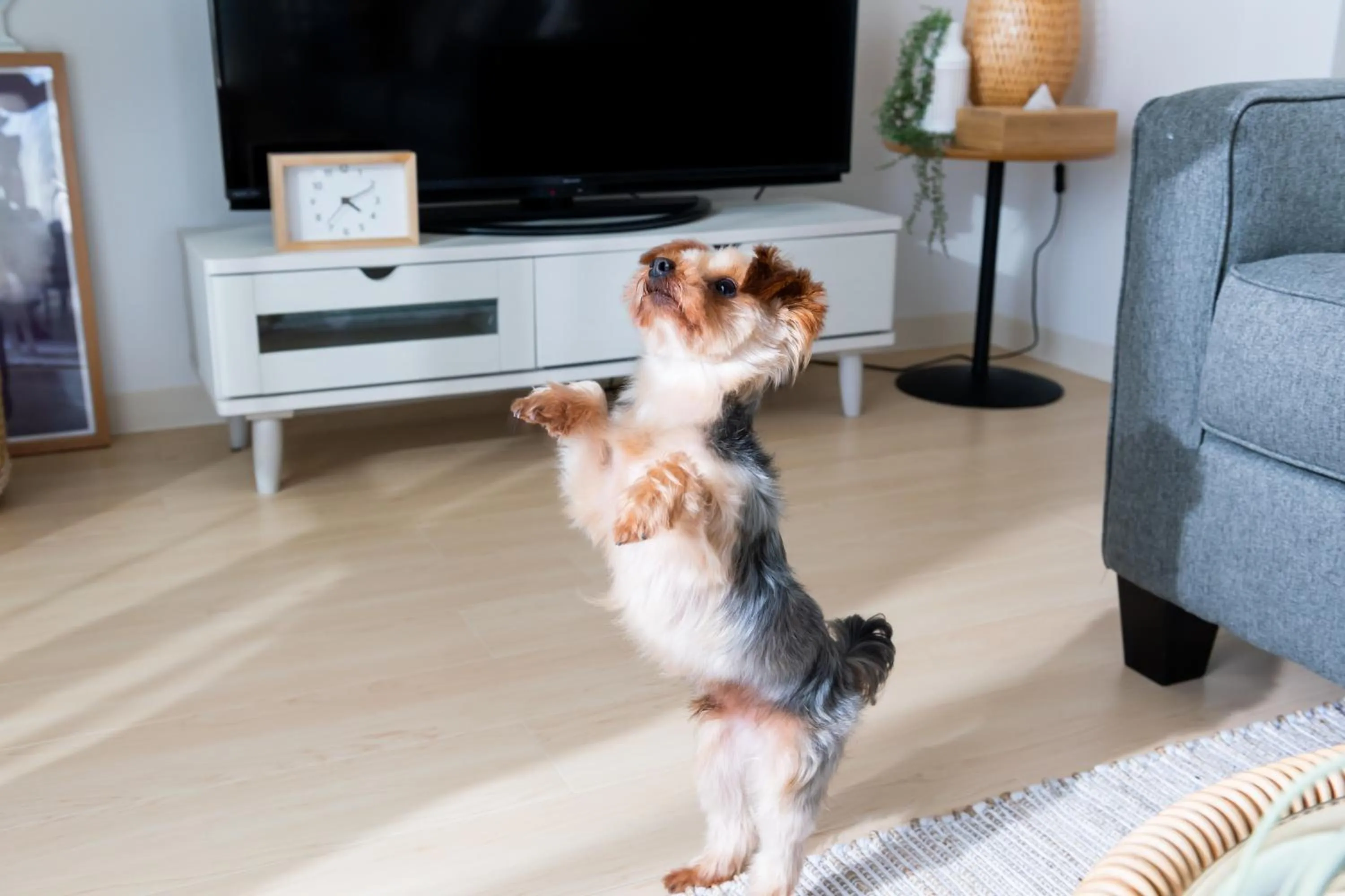 TV and multimedia in Little Santa