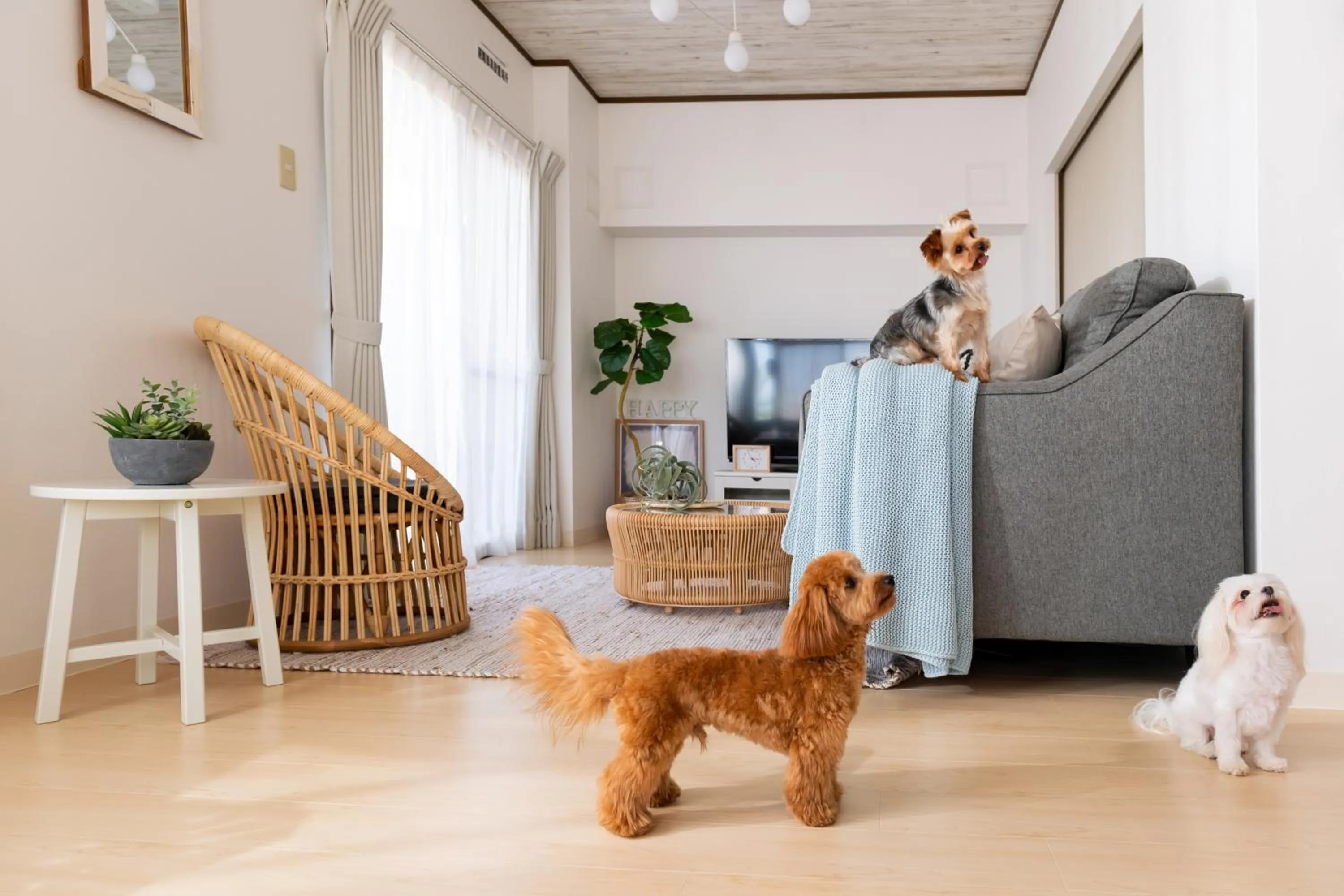 Pets in Little Santa