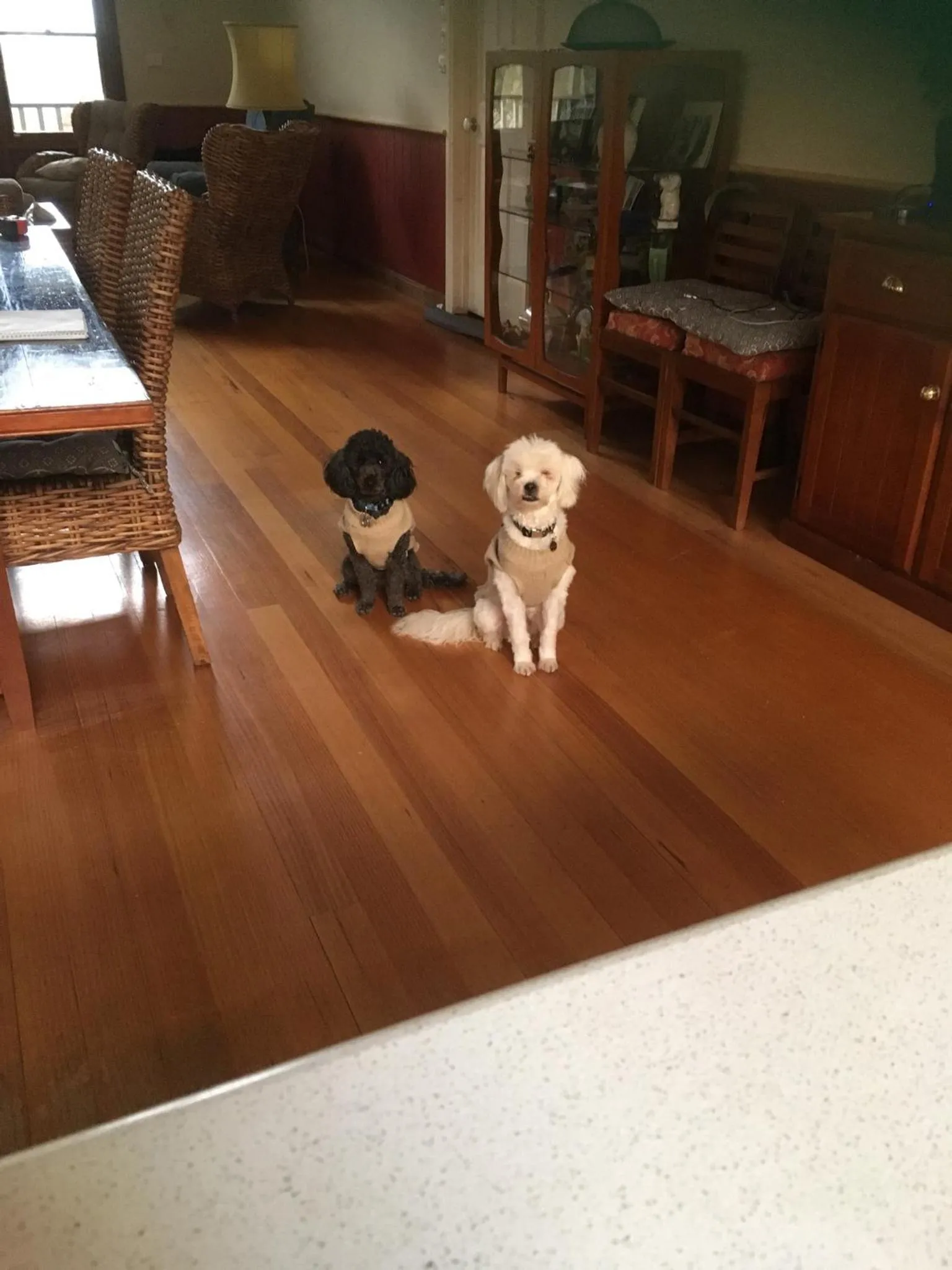 Pets in Stephanie’s Country Cottages
