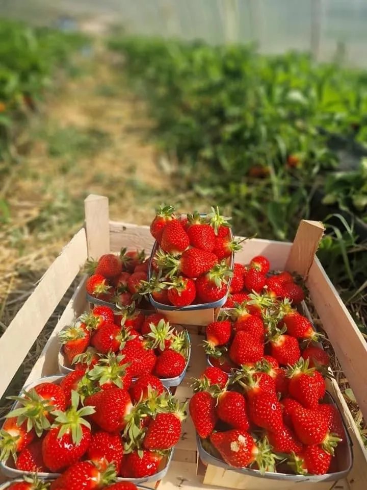 Locations insolites "vie en plein air" cabane et tipi Bastide Bellugue maison d'hôtes reseau Bienvenue à la ferme à 3 mn de lourmarin