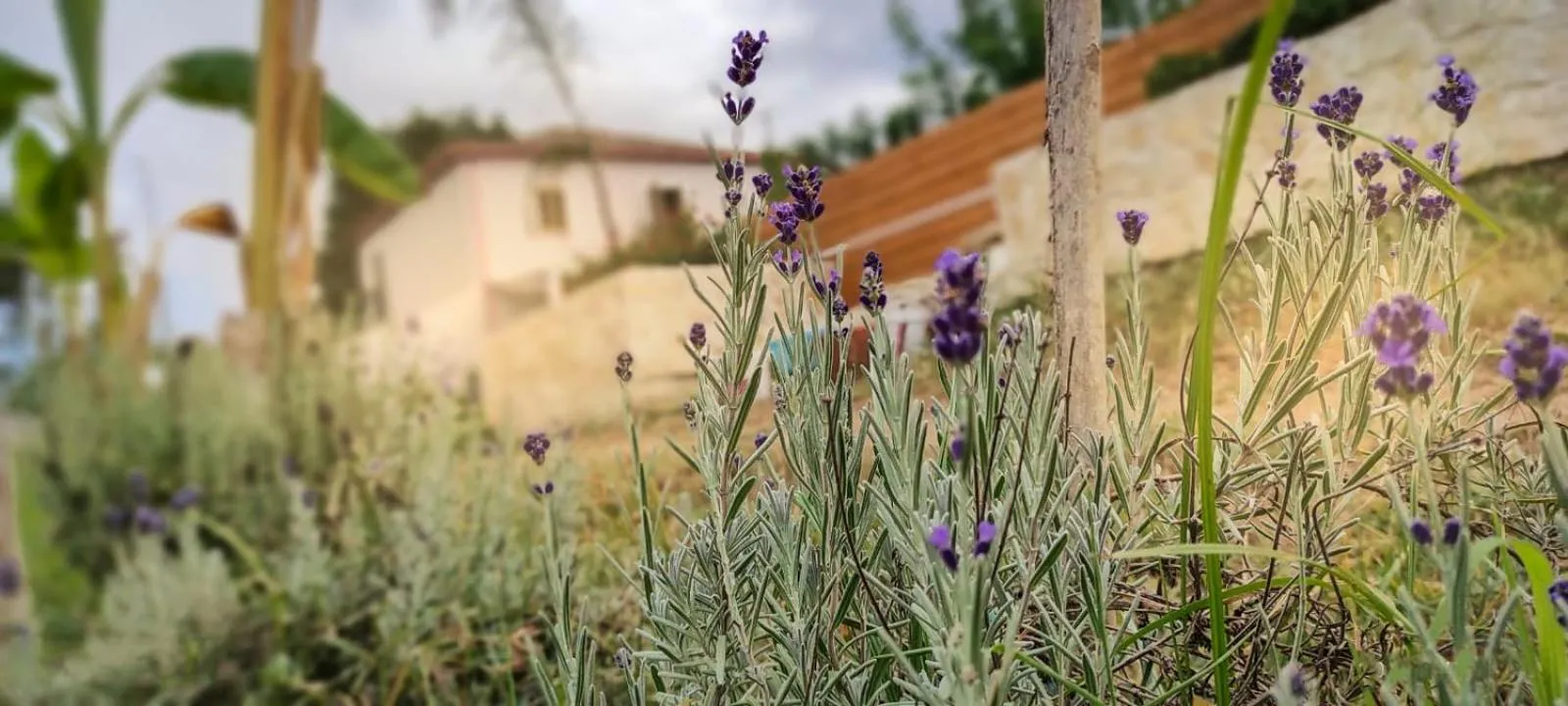 Garden in Al Passo di Thalia