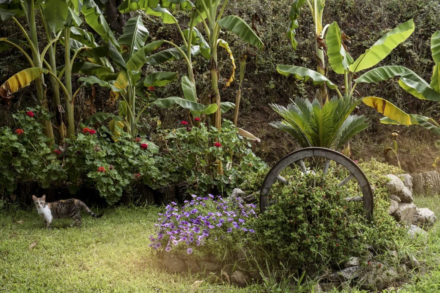 Garden in Al Passo di Thalia