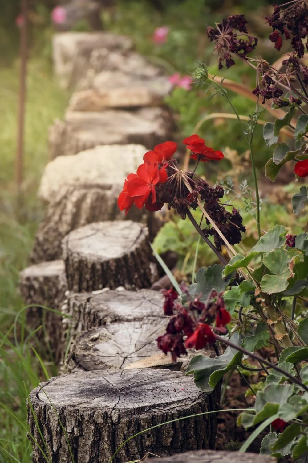 Garden in Al Passo di Thalia