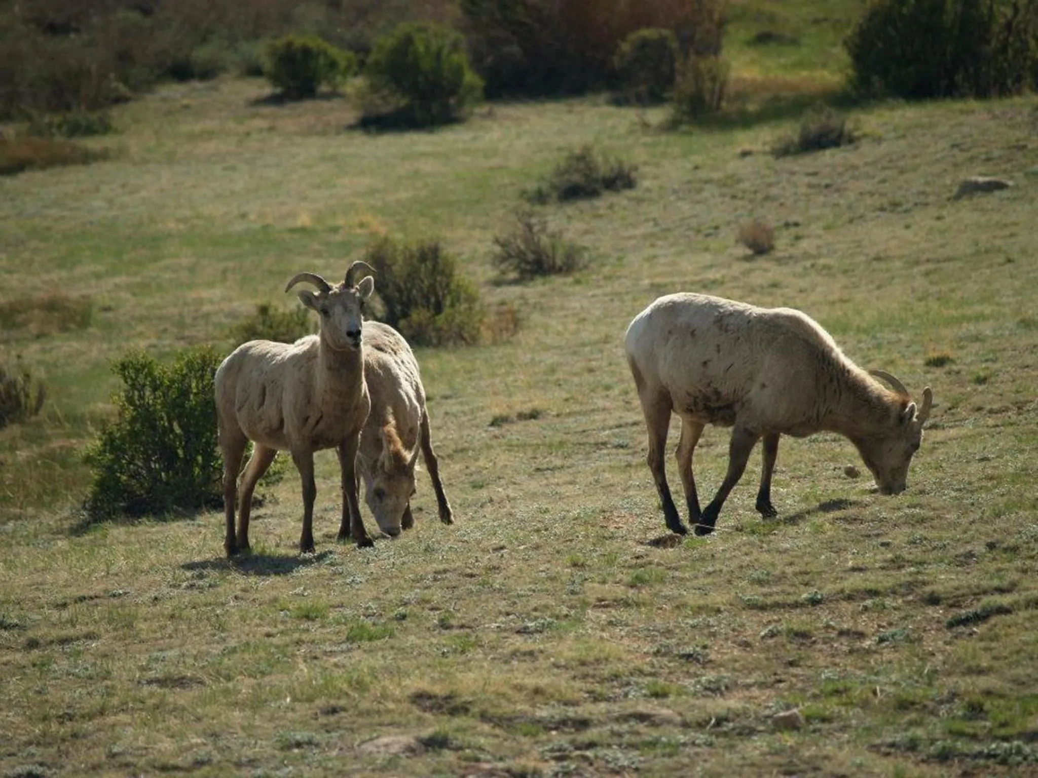 Animals in Alpine Trail Ridge Inn