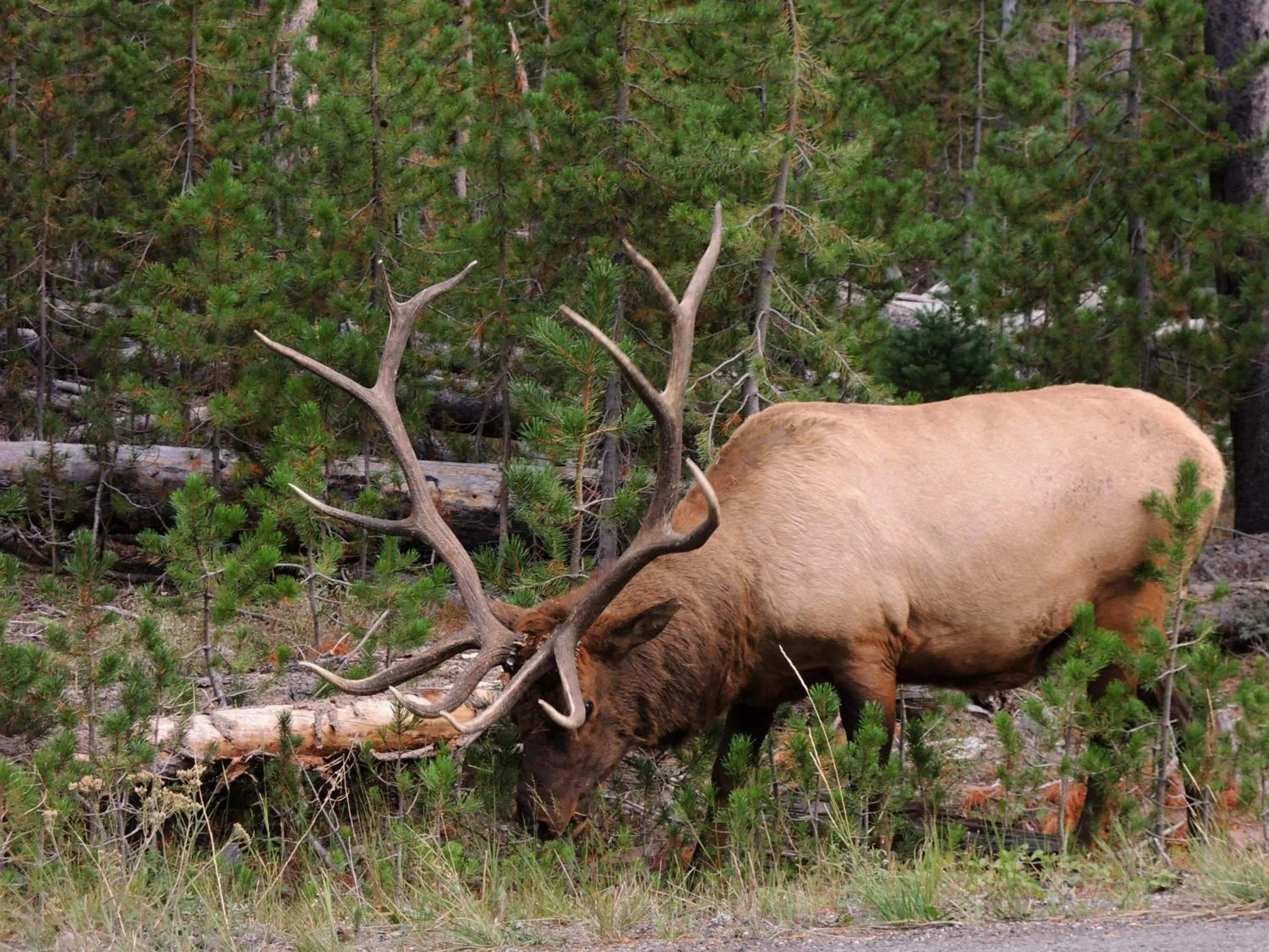 Animals in Stagecoach Inn & Suites