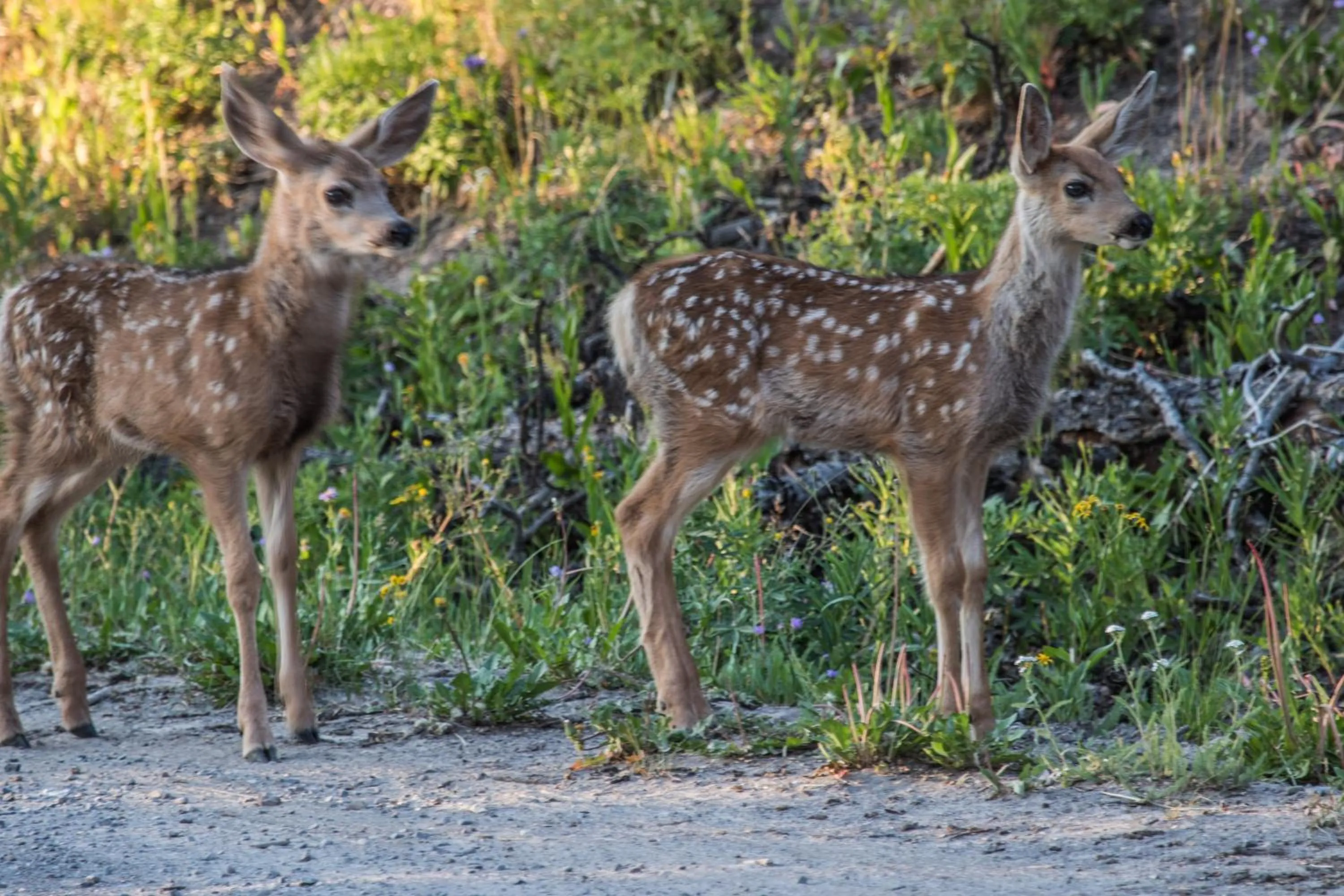 Animals in Stagecoach Inn & Suites