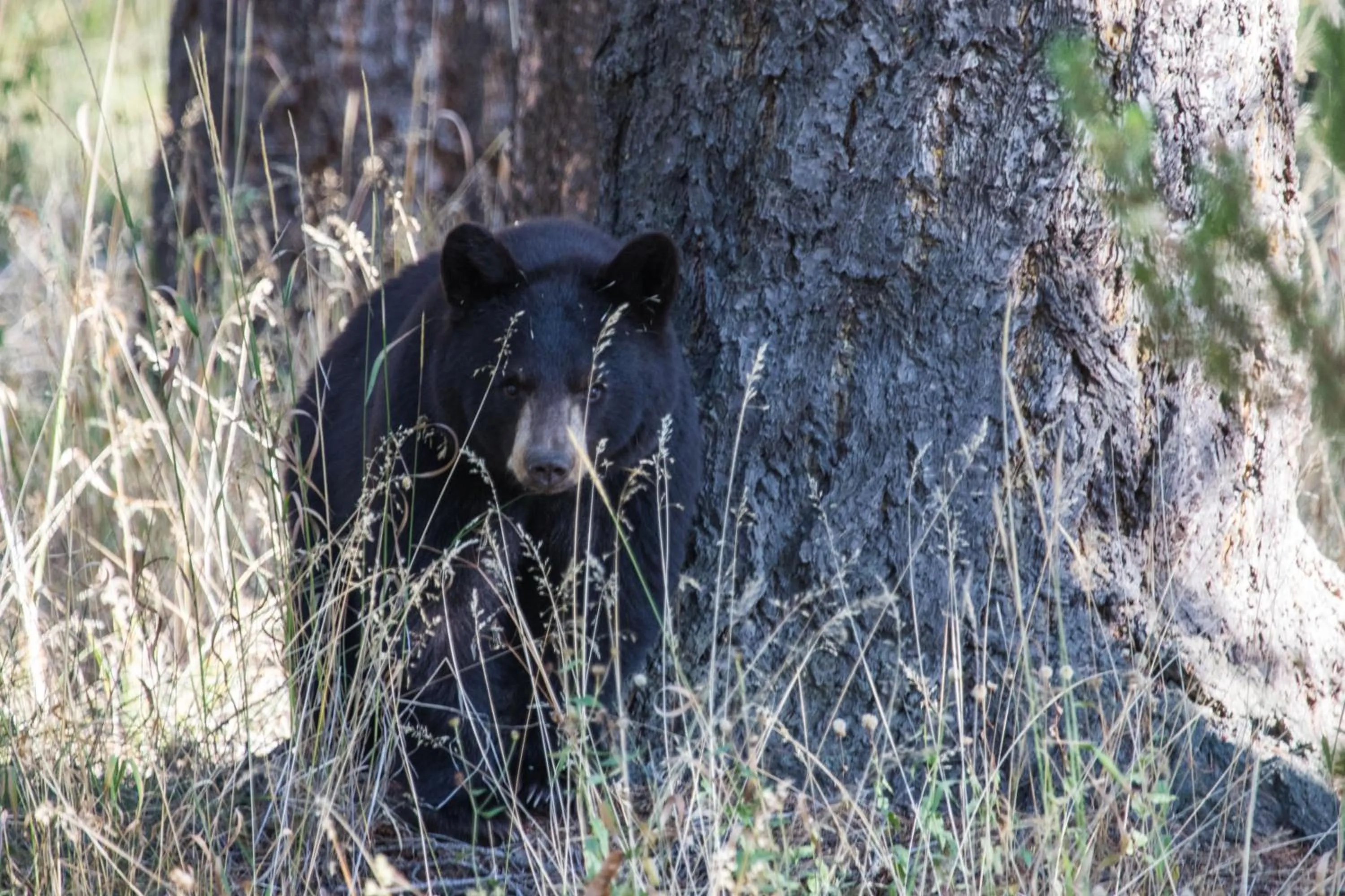 Animals in Stagecoach Inn & Suites