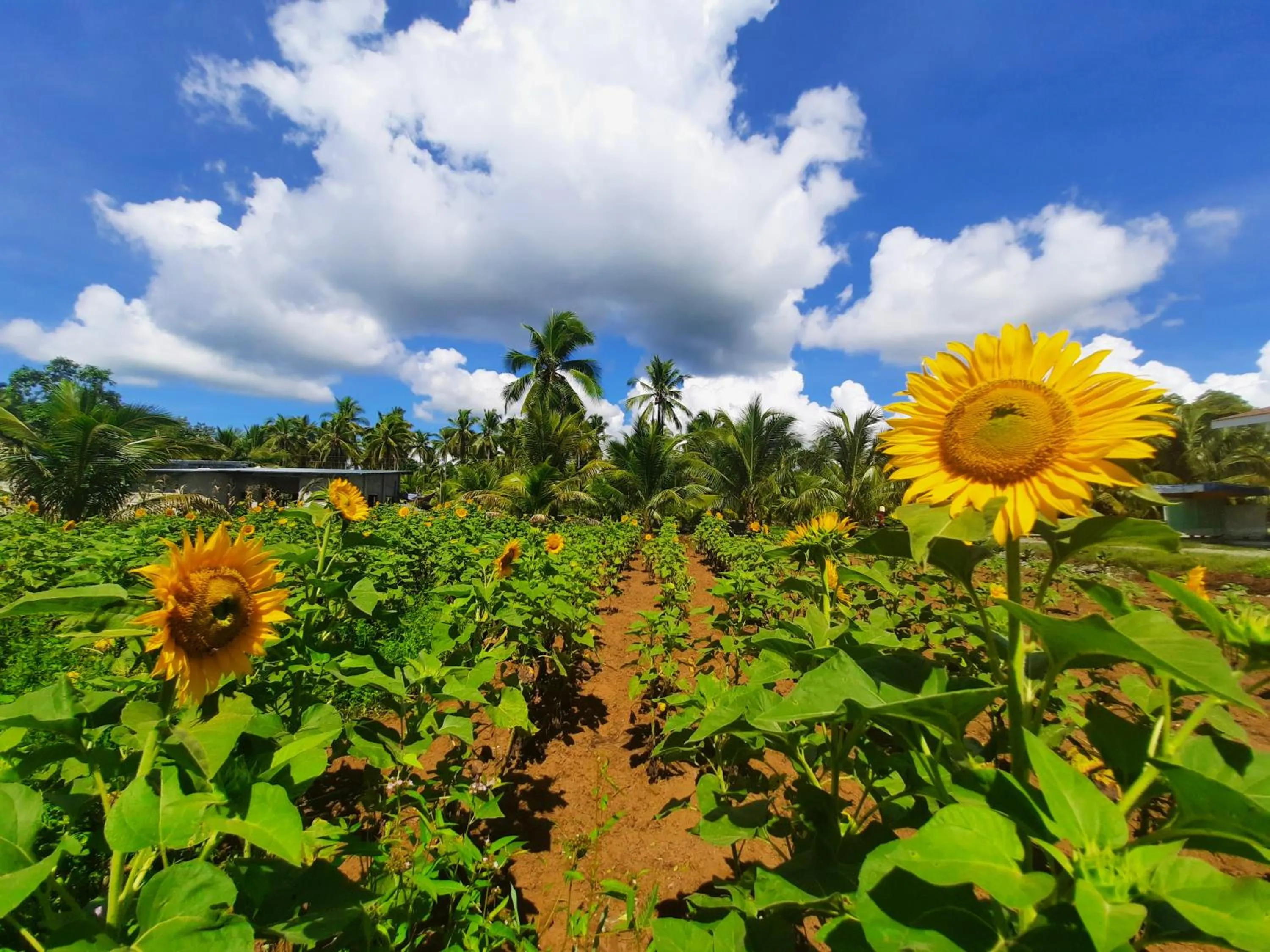 Garden in San Pedro Country Farm Resort and Event Center Inc