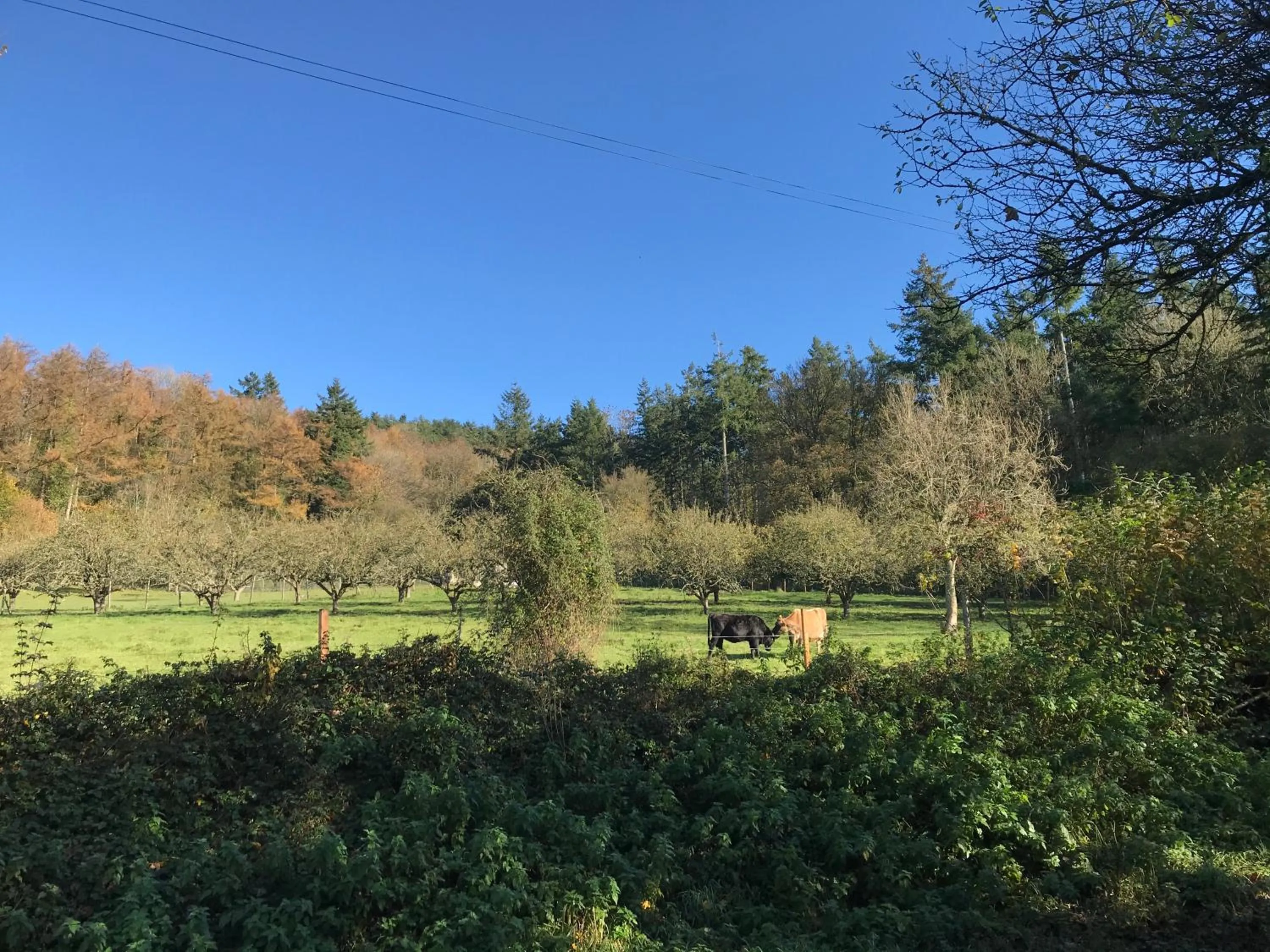 Shepherds Huts Ham Hill, 2 double beds, Bathroom, Lounge, Diner, Kitchen, LOVE dogs & Cats Looking out to lake and by Ham Hill Country Park plus parking for large vehicles available also great deals on workers long term This is the place to relax and BBQ