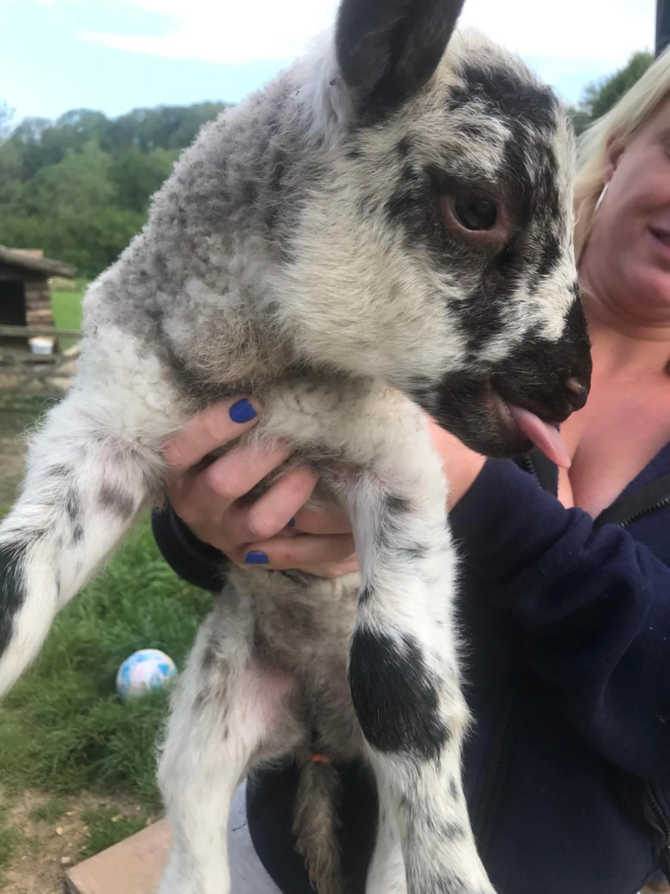 Shepherds Huts Ham Hill, 2 double beds, Bathroom, Lounge, Diner, Kitchen, LOVE dogs & Cats Looking out to lake and by Ham Hill Country Park plus parking for large vehicles available also great deals on workers long term This is the place to relax and BBQ