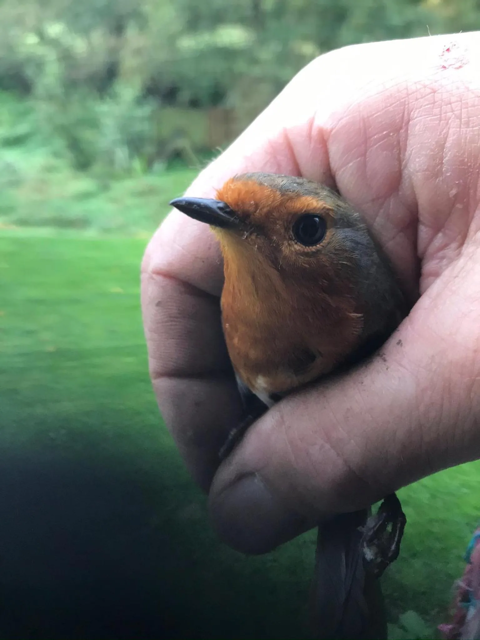 Shepherds Huts Ham Hill, 2 double beds, Bathroom, Lounge, Diner, Kitchen, LOVE dogs & Cats Looking out to lake and by Ham Hill Country Park plus parking for large vehicles available also great deals on workers long term This is the place to relax and BBQ