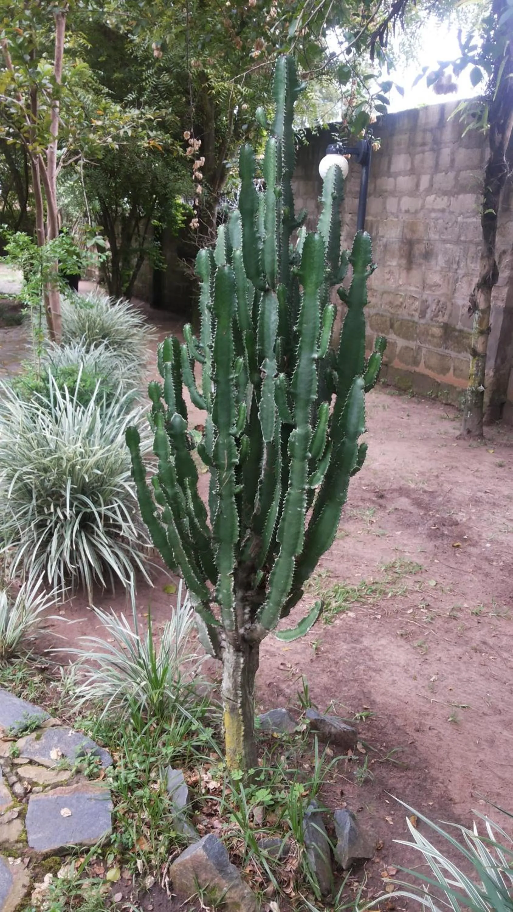 Garden in White Castle Hotel Arua
