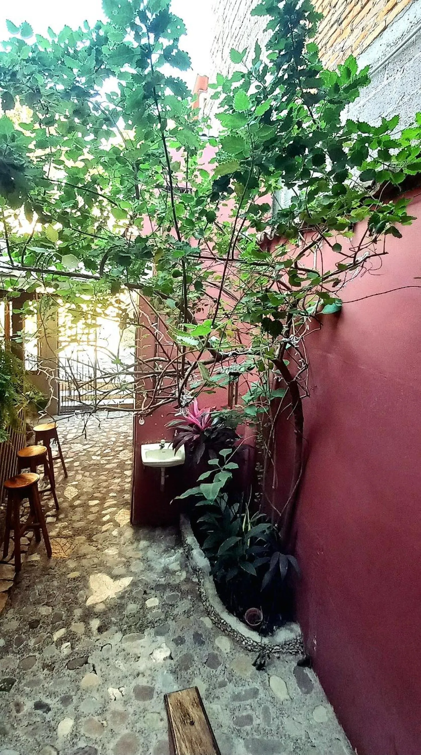 Garden view in Hotel Rosalila