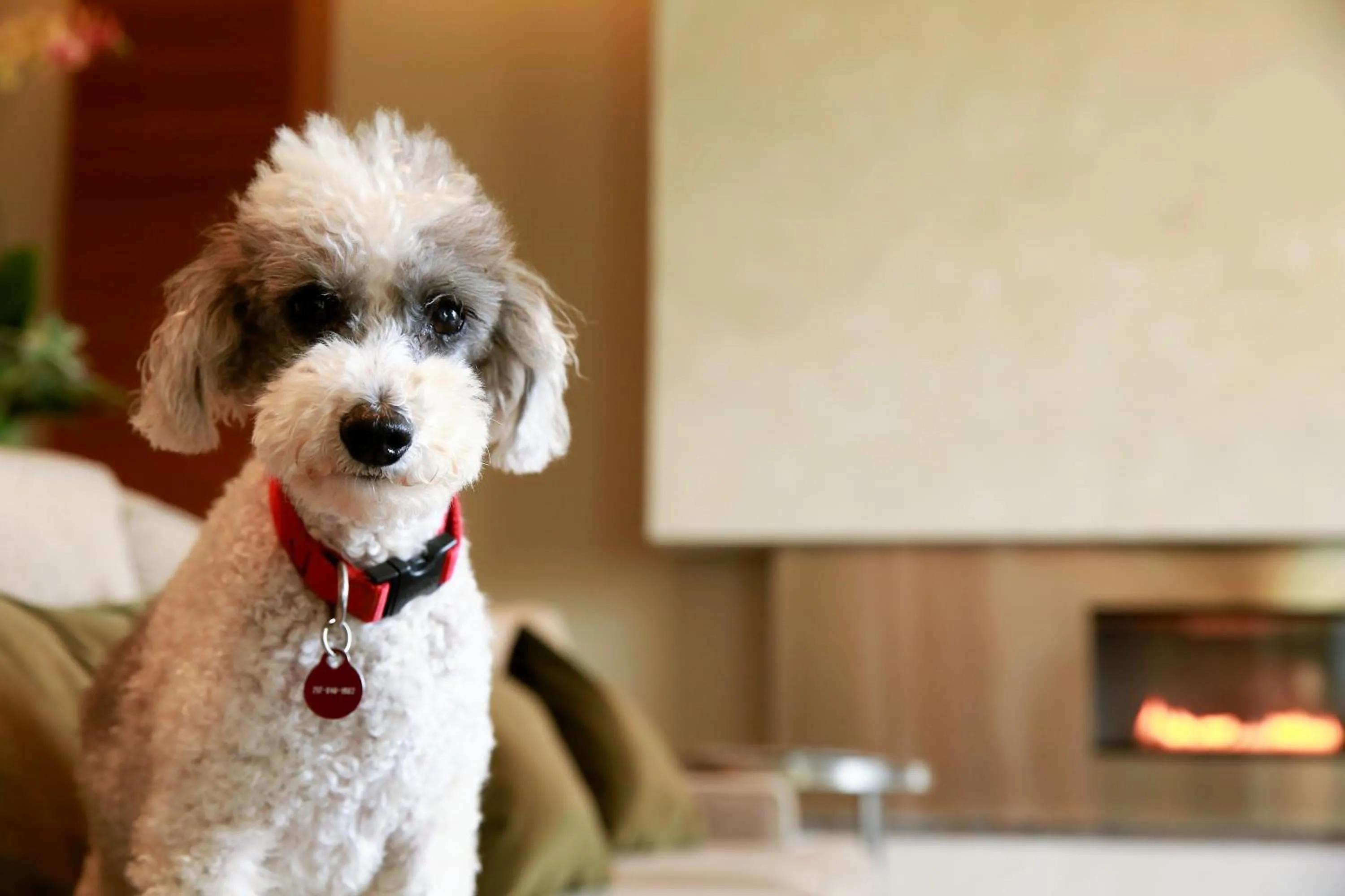 Pets in I Hotel and Illinois Conference Center - Champaign