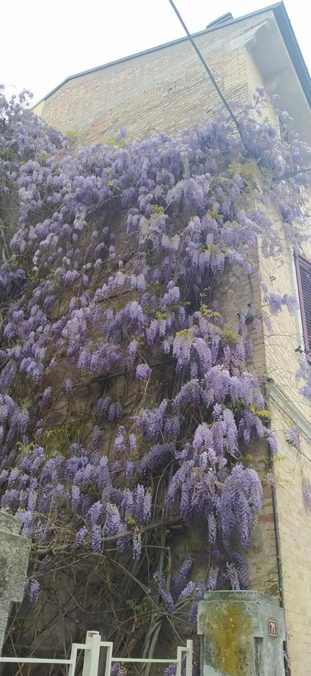 Property building in IGGH Il Glicine Guest House