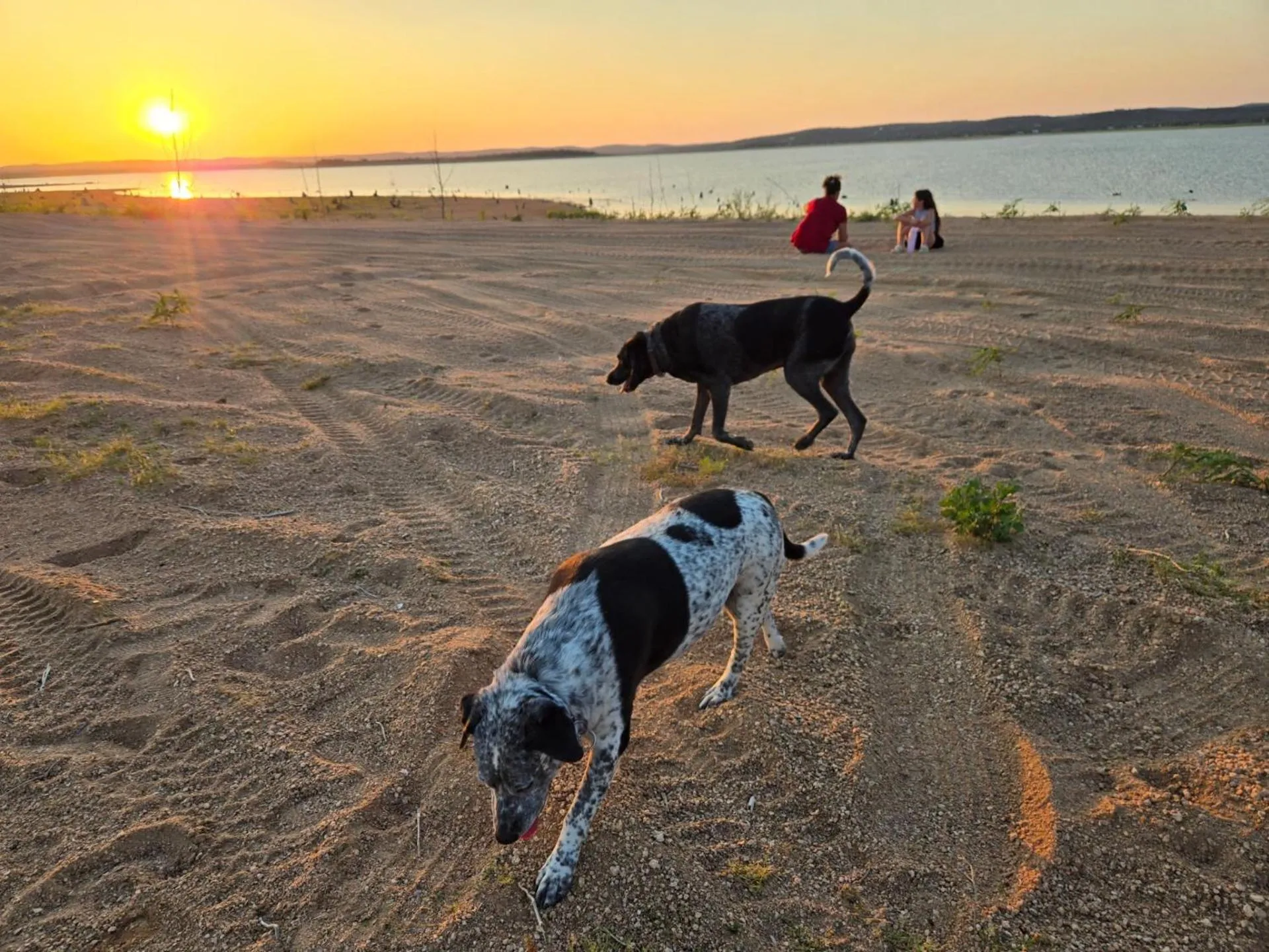 Pets in Oasis Lake Buchanan