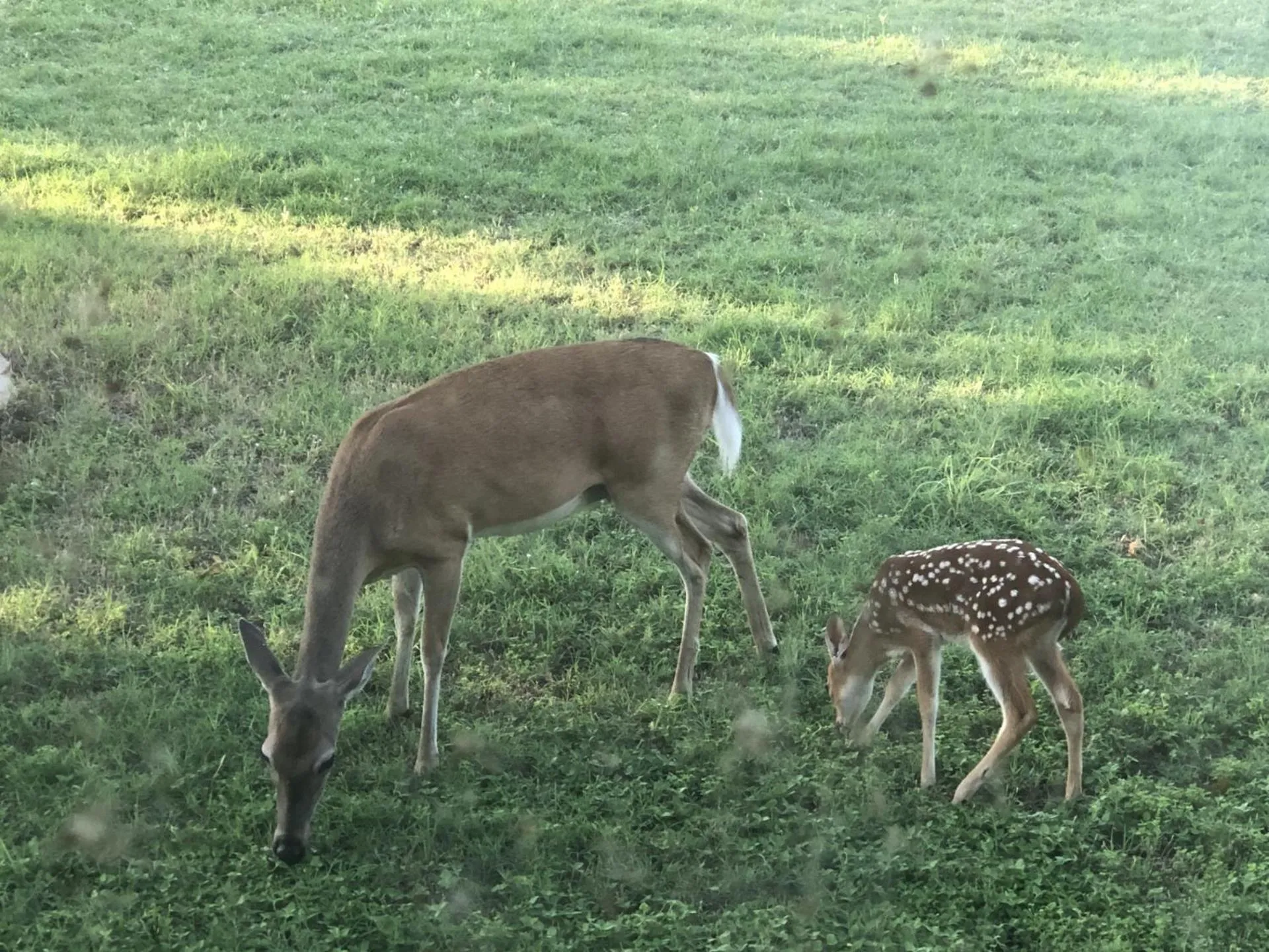 Animals in Oasis Lake Buchanan