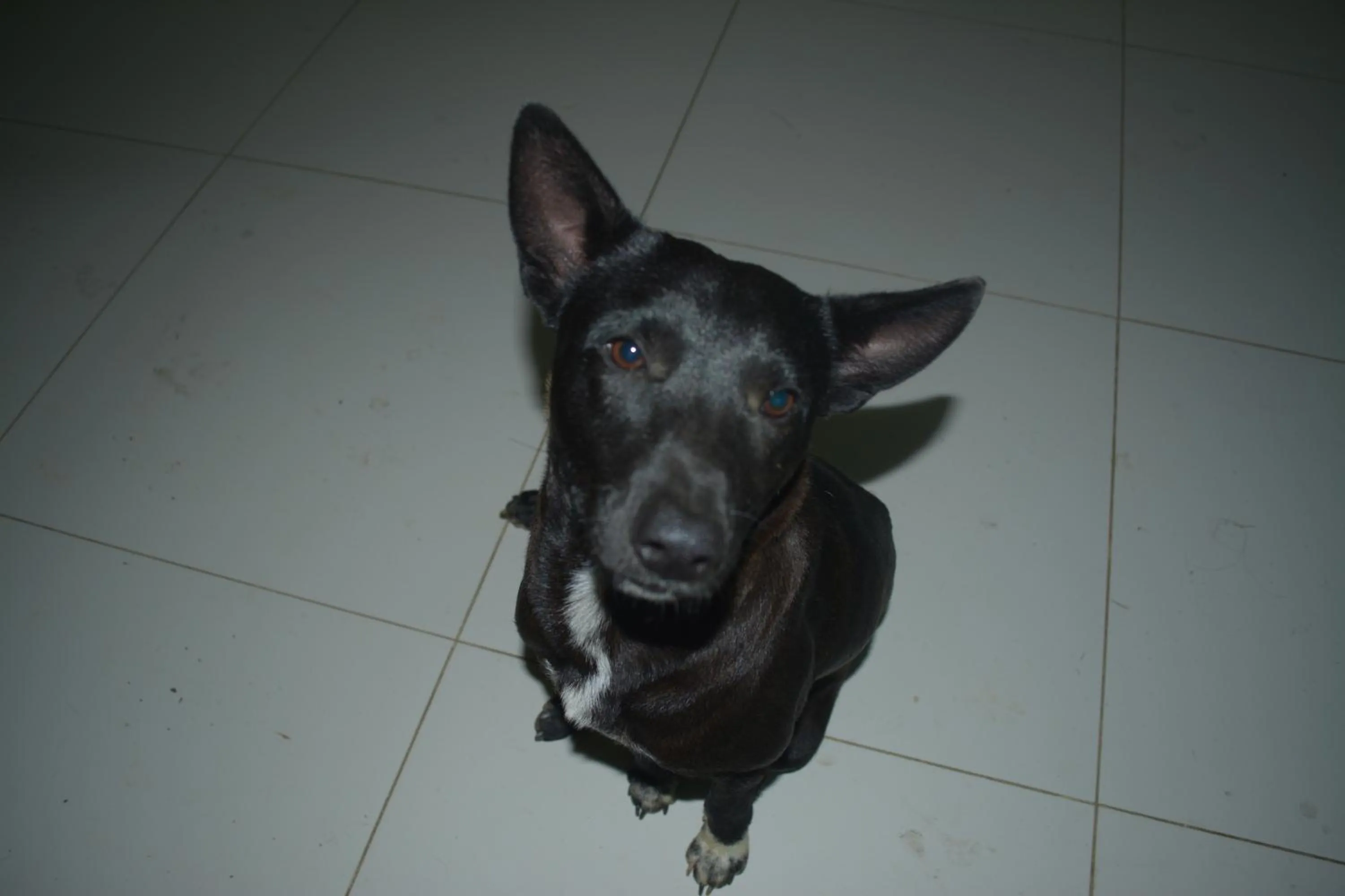 Animals in Pousada Santo Antônio